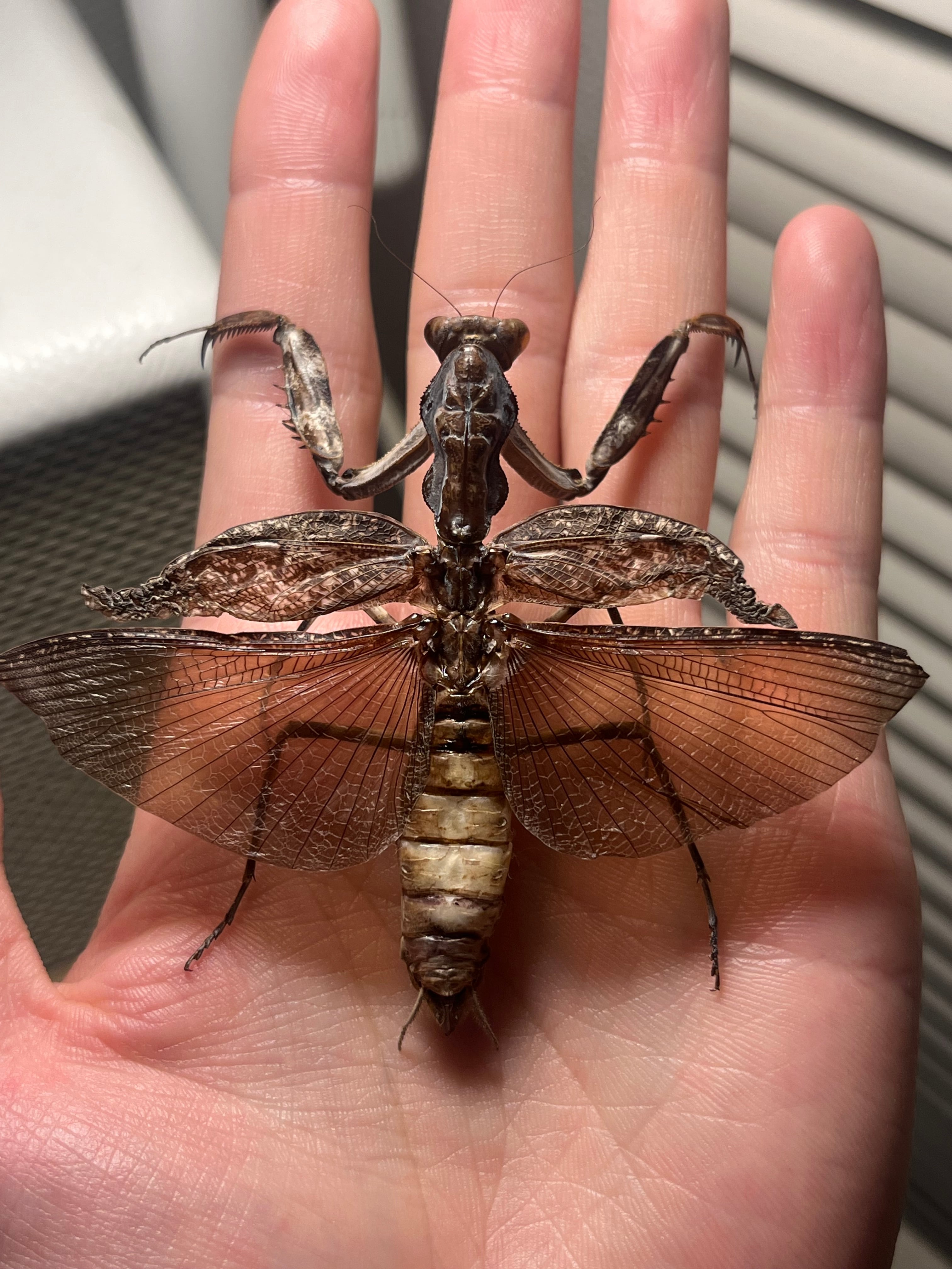 直翅類 | オモニキチュウ