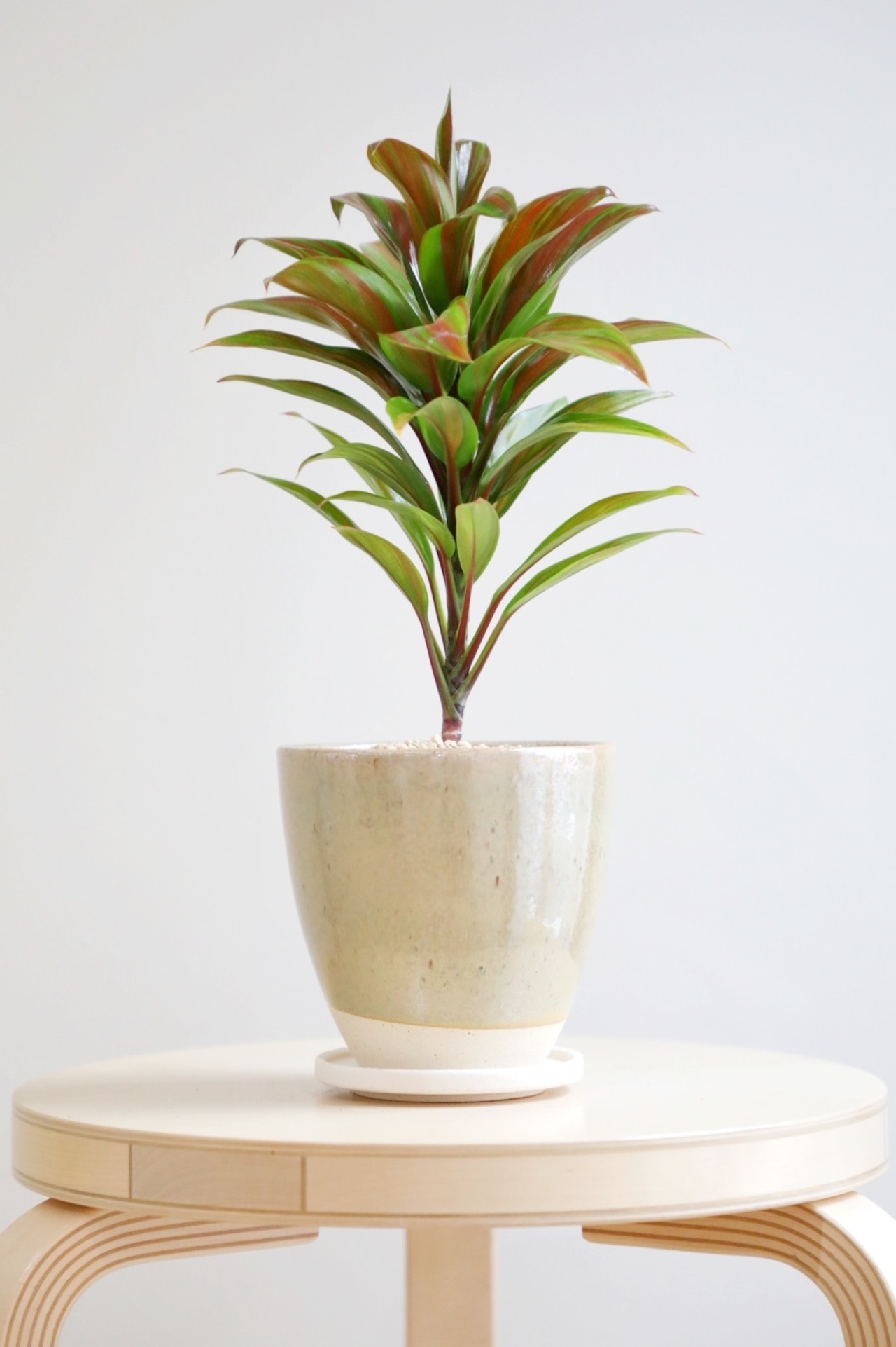 【M】コルジリネ ブランデーライム/Cordyline