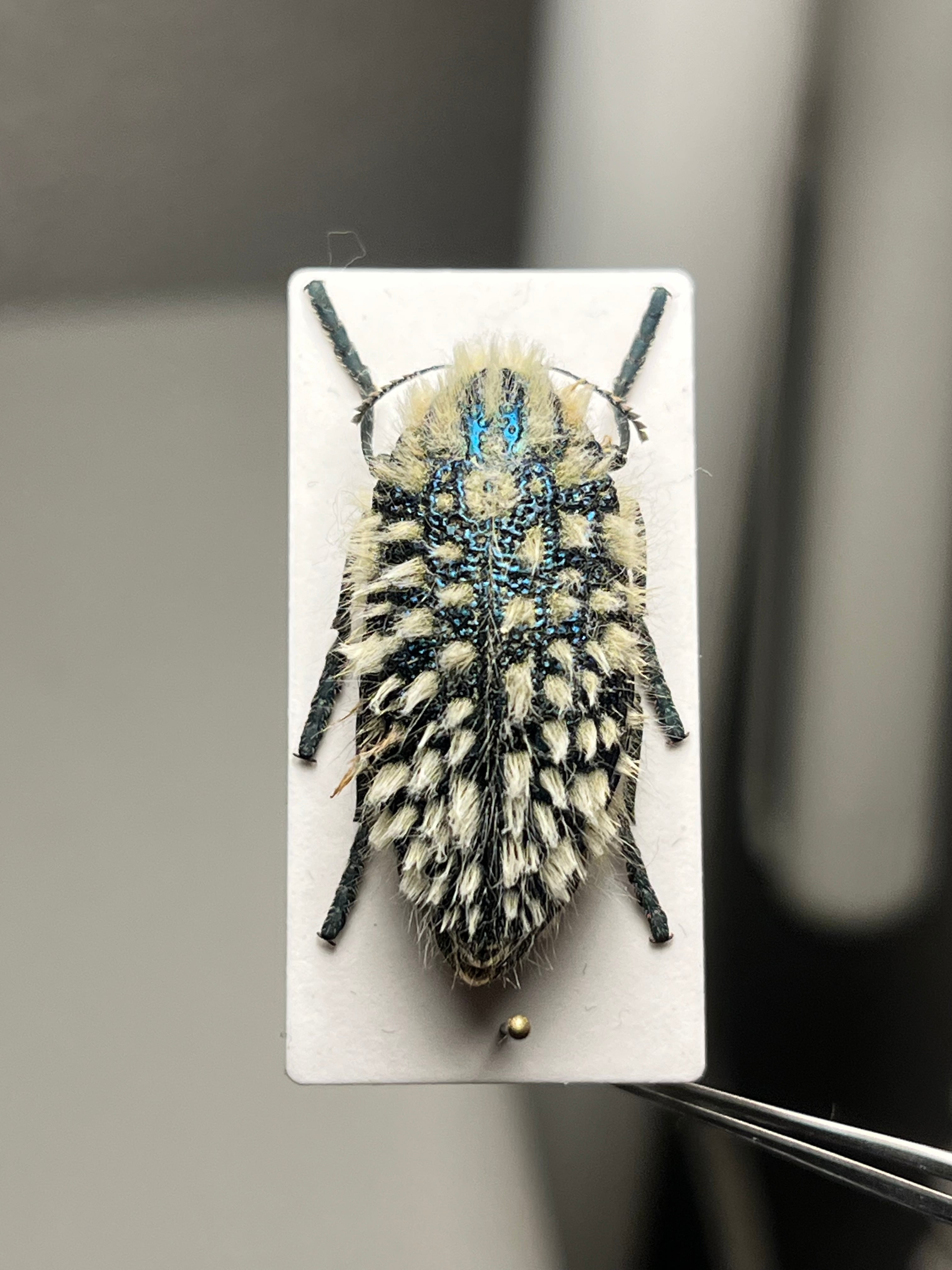 【玉虫最大種】ムモンオオルリタマムシ 標本 スハンダエプラチナコガネコブハムシ 剛毛】ムラサキケブカフトタマムシ スハンダエ プラチナコガネ