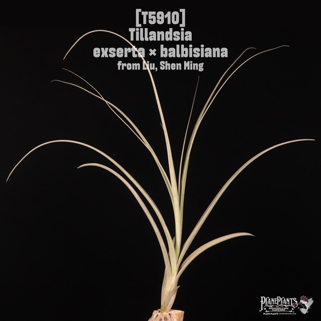 Tillandsia 'Eric Knobloch'〔ティランジア〕T5737