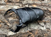 【WD】《ダイオウヒラタ 東ジャワ産 83mm ペア》①