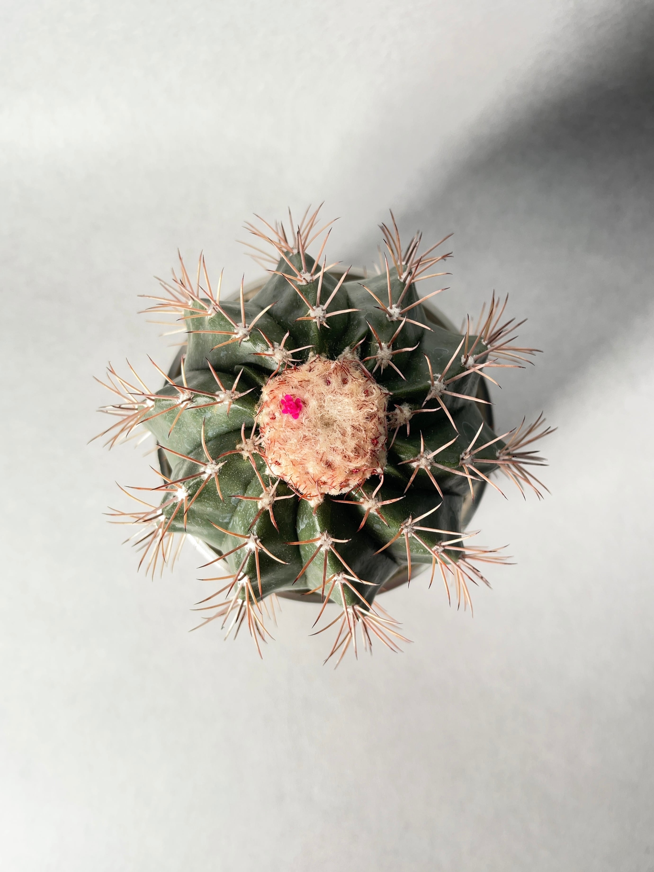 メロカクタス・賞雲 | trigger