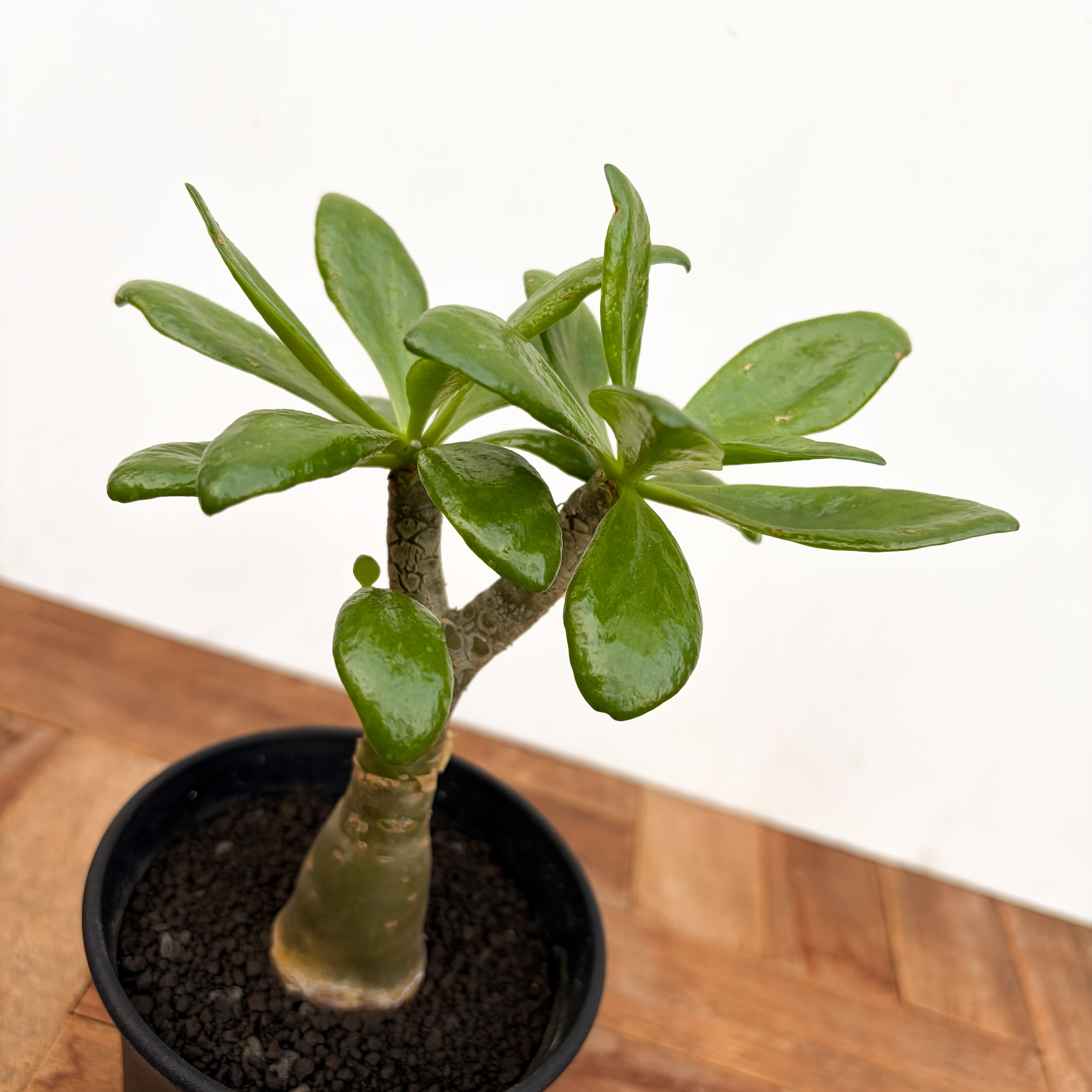 Tylecodon paniculatus【チレコドン・パニクラータス】 | RIMO'S GREEN