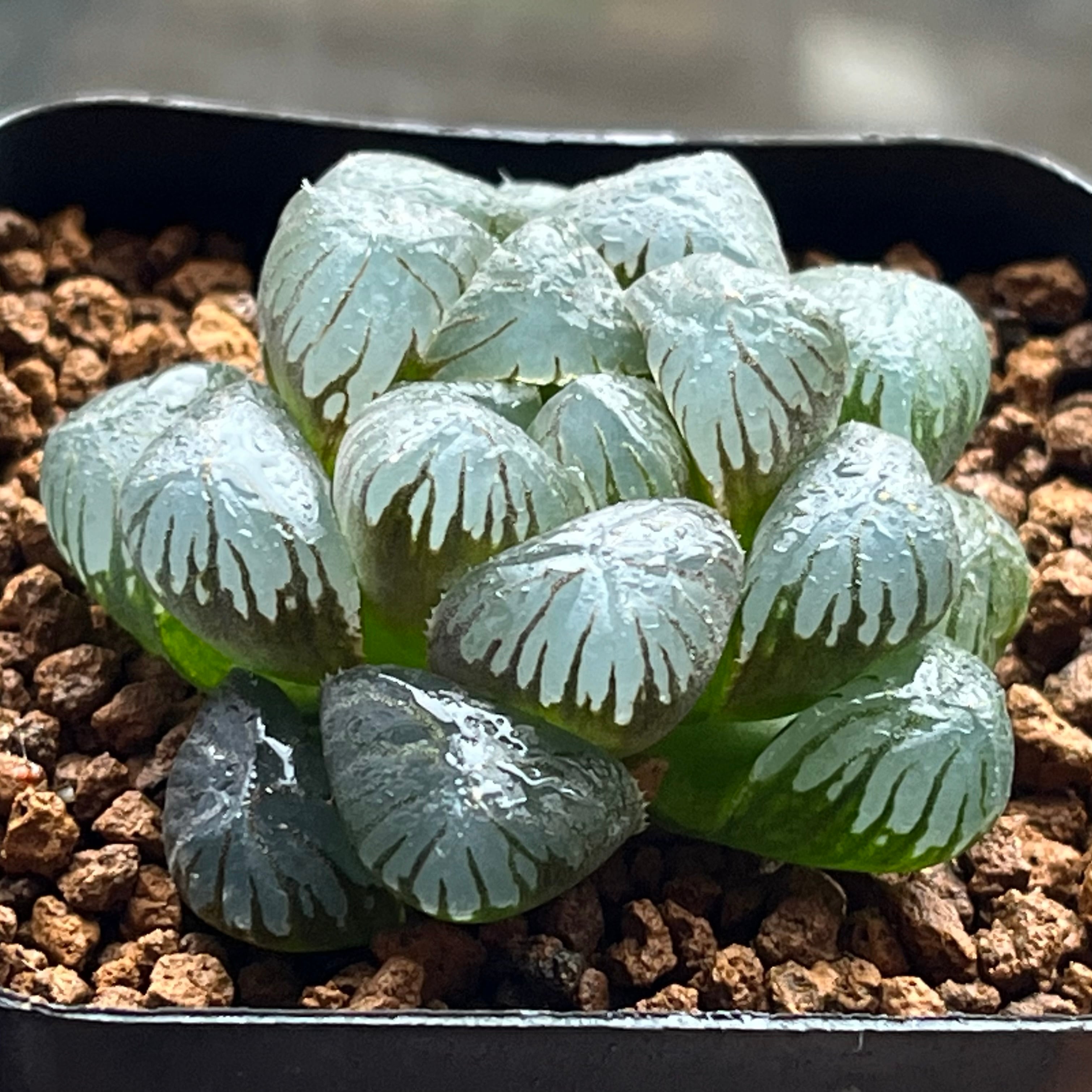 ハオルチア 紅爪 | mocono_plants