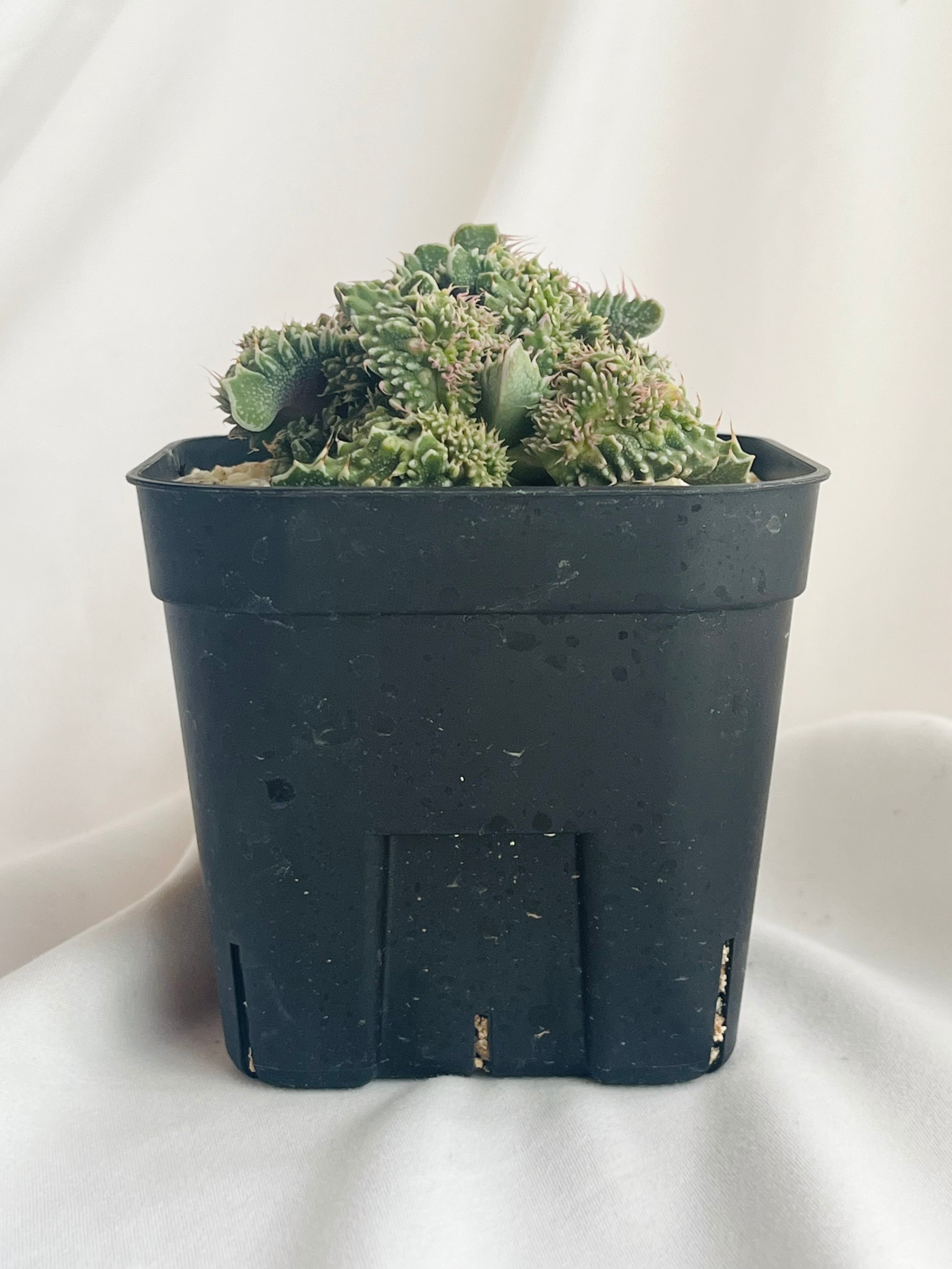 Faucaria 'Dotou' 怒涛 多肉植物 | plants MARU ーサボテン・多肉植物