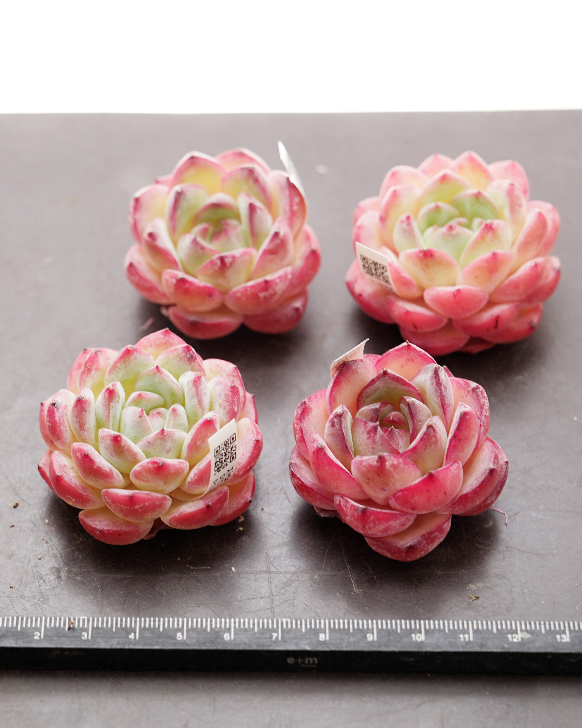カット苗 ストロベリーアーモンド Echeveria 'Strawberry Almond