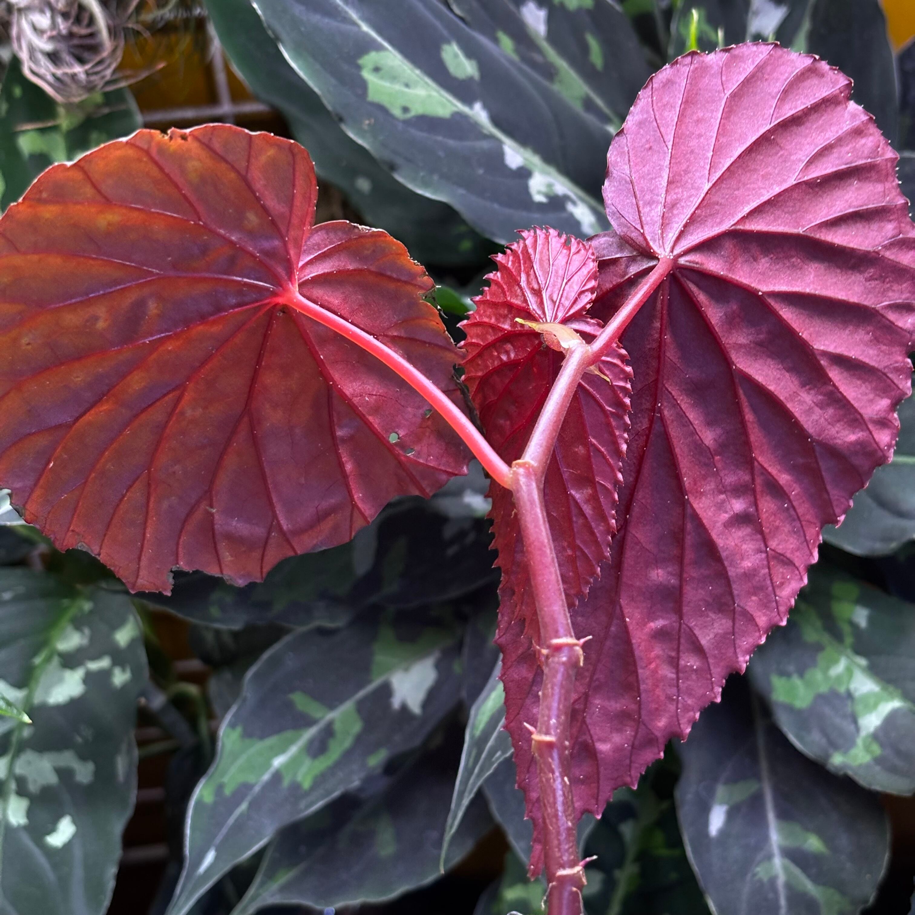 Begonia atricha 黒葉タイプ ① | 熱帯雨林植物専門店 トイ吉園芸