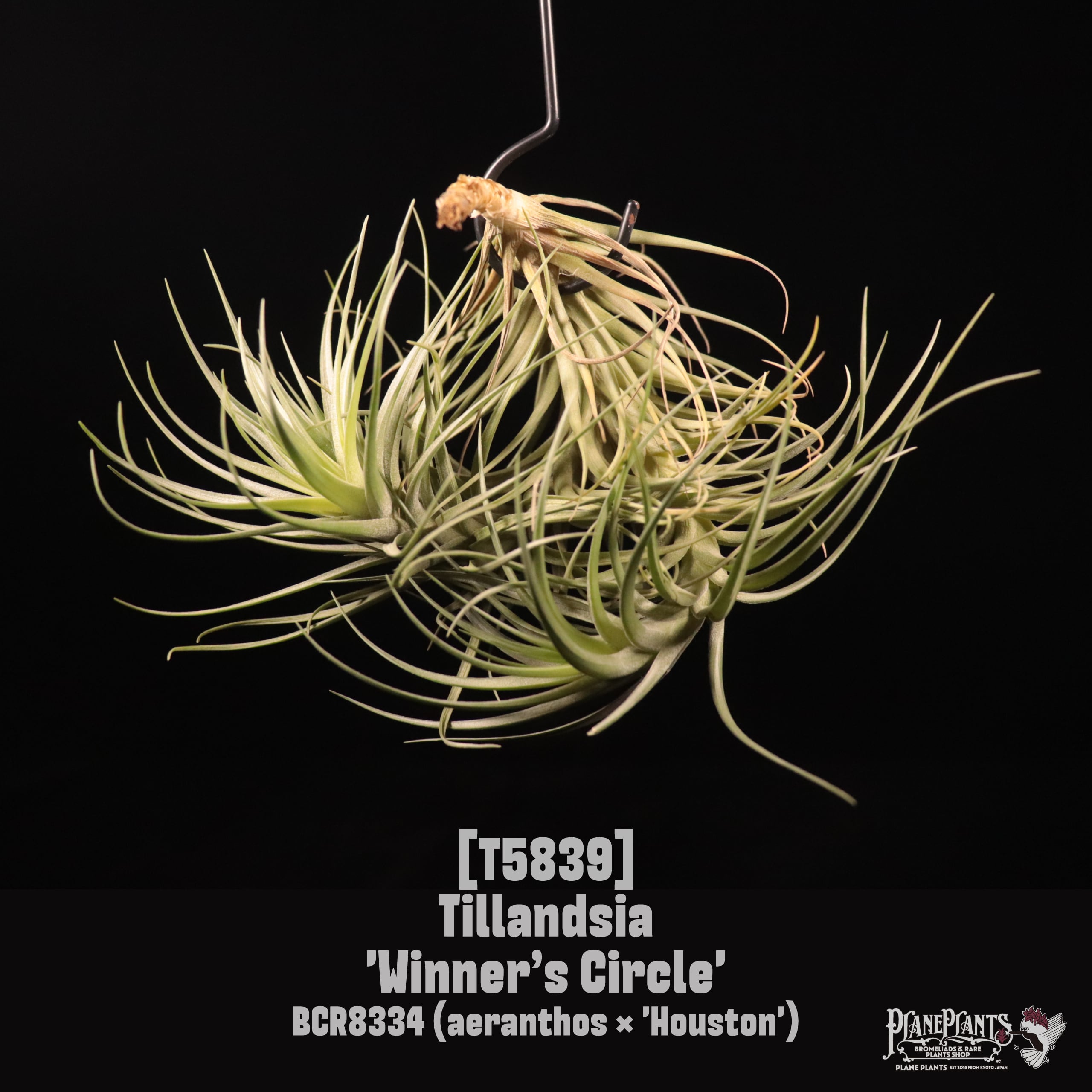 Tillandsia 'Winner's Circle'〔ティランジア〕T5839