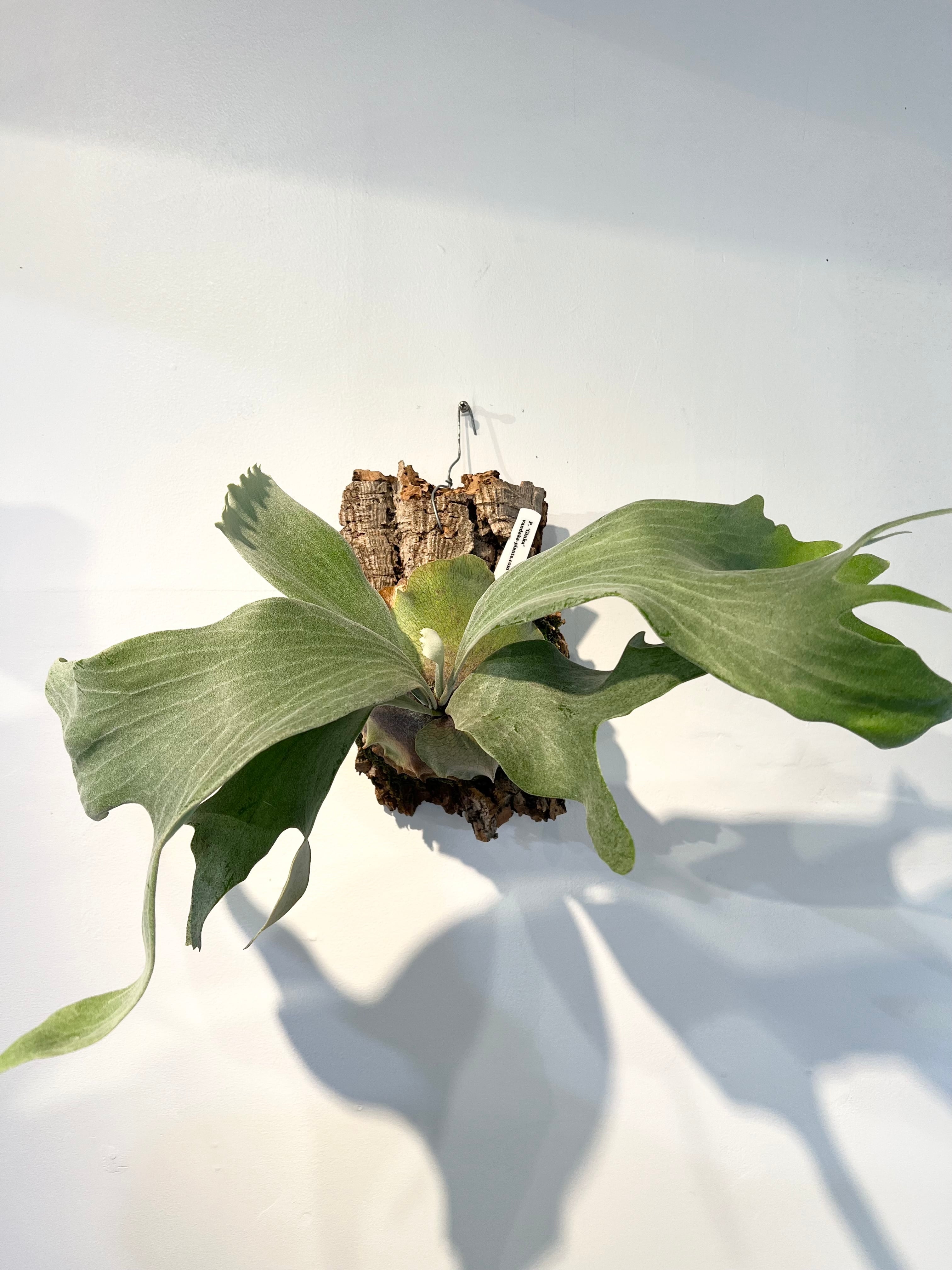 ビカクシダ　dk9 Platycerium_ビカクシダ | vandaka plants