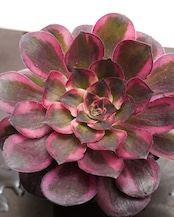 発根済カット苗 アエオニウム 魅金ローズ錦 Aeonium 'Charm Golden Rose Variegated'