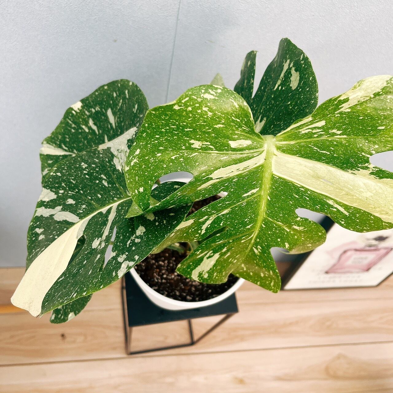 在庫］【希少】モンステラ デリシオーサ 斑入り 観葉植物 レア 室内