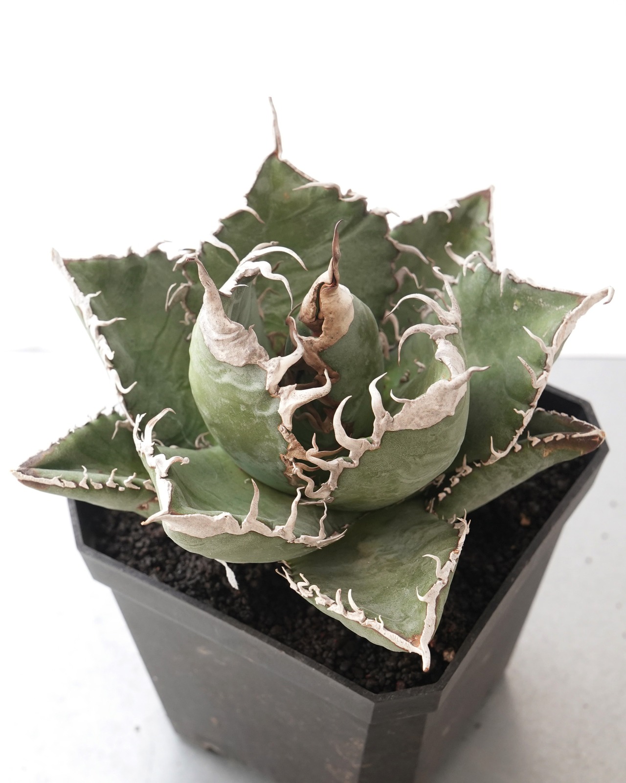 カット苗 アガベ チタノタ 悪魔くん 大株 Agave titanota 'Bakemono'