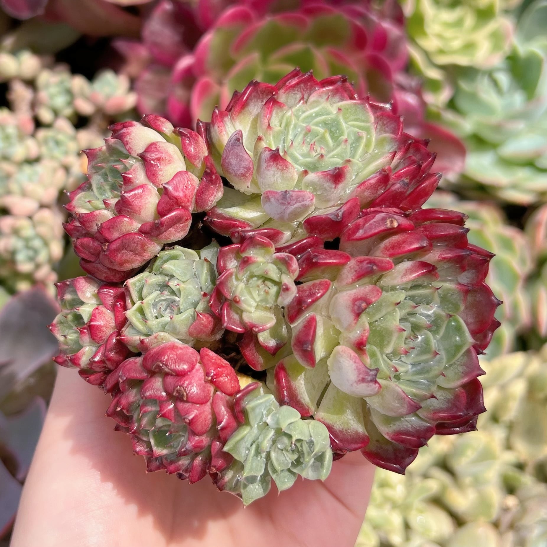 現品　沙羅姫牡丹sp#262　るる農園