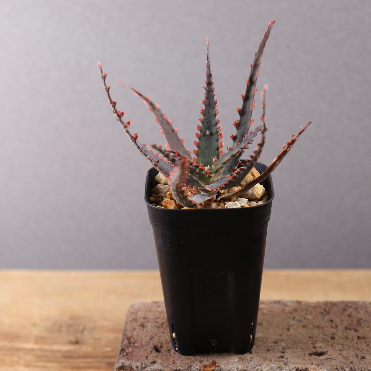 ALOEさま専用 614『アロエ Aloe Sawbones' K zimmerman』観葉植物【送料無料