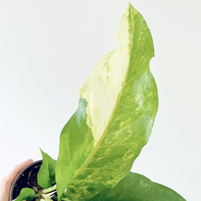 【希少】斑入り アンスリウム フーケリー 観葉植物 calm cafe