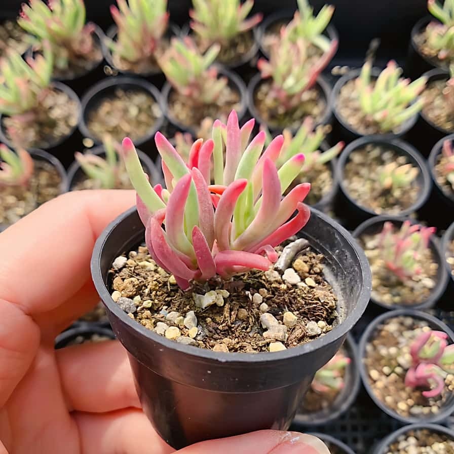 農園直売 多肉植物 寄せ植え ドロサンテマム 氷花錦（群）観葉植物
