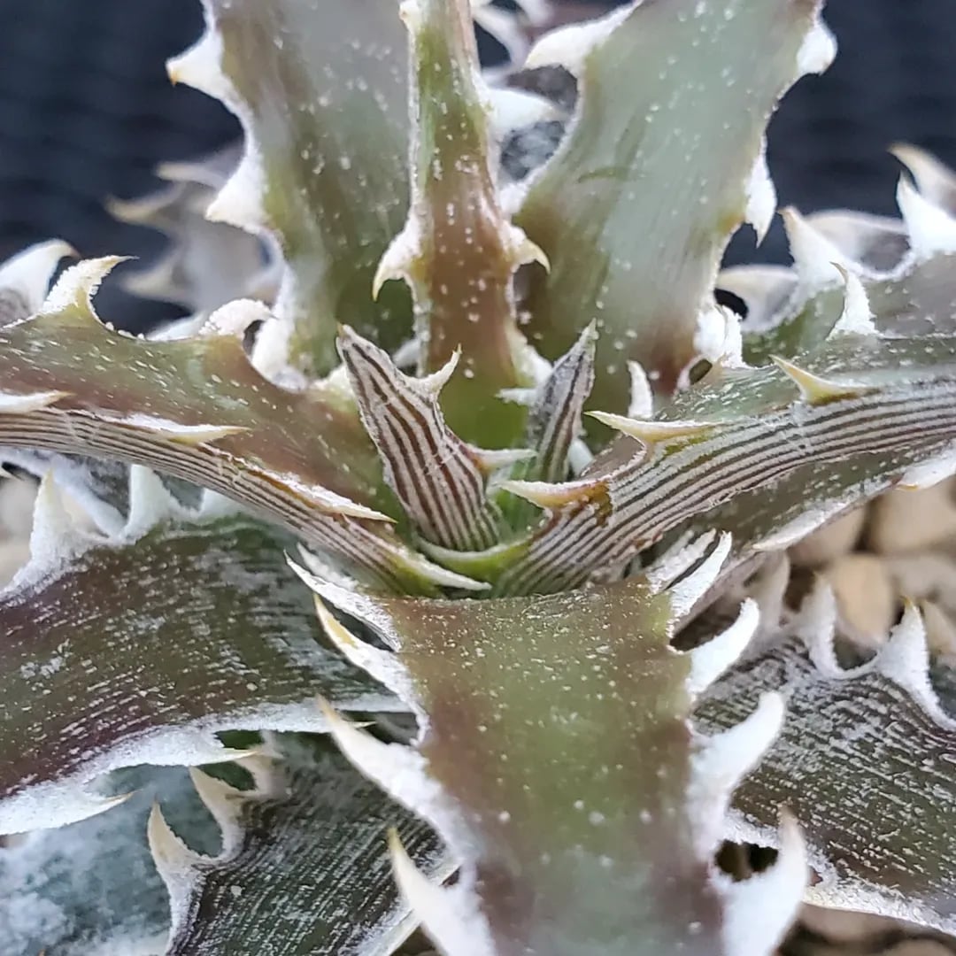 F00432_Dyckia 'Evil Wing'：ディッキア・イーブルウイング（子株