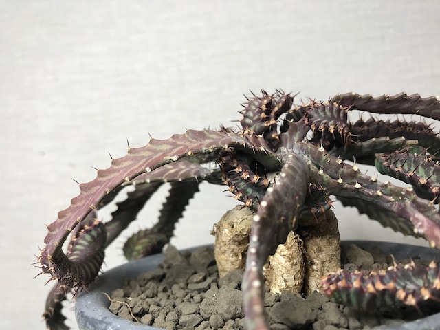 ユーフォルビア ステラータ