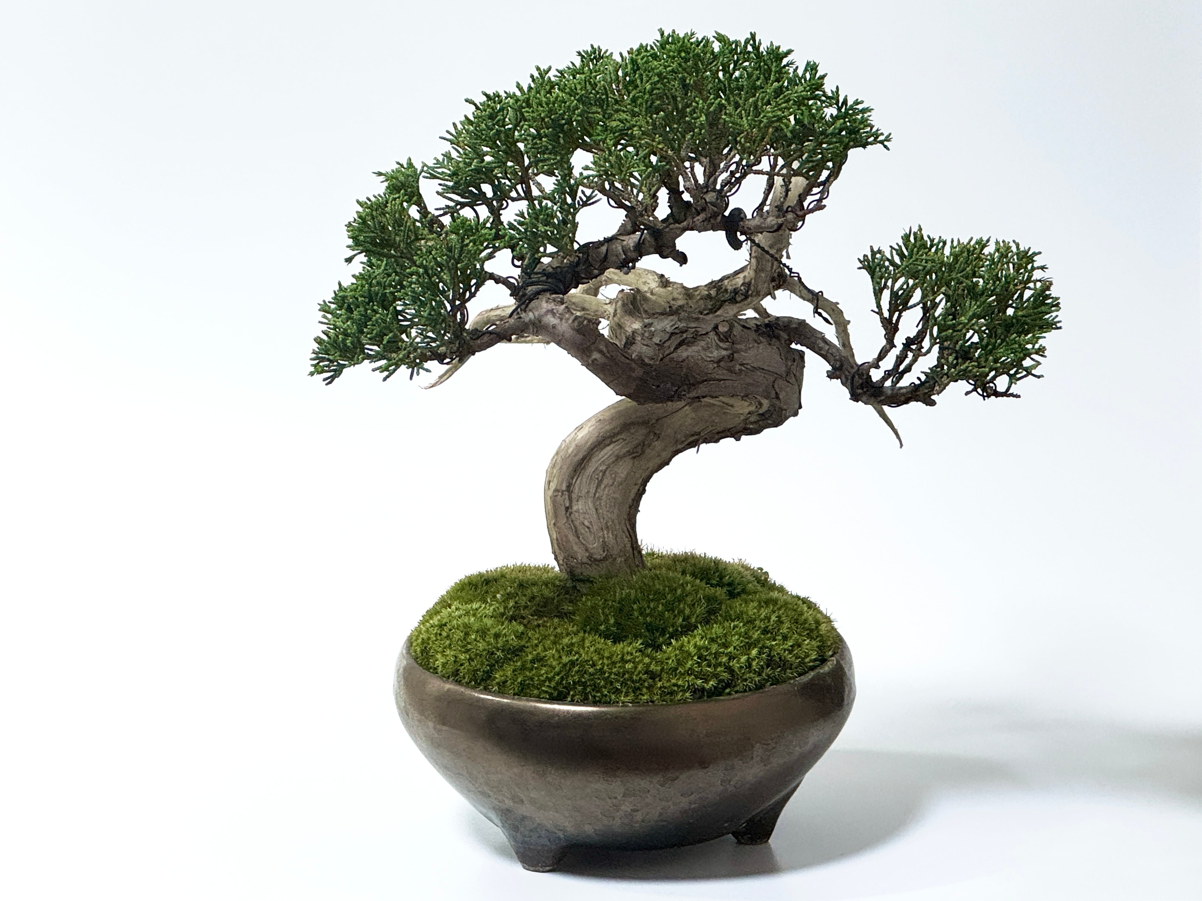 369 BONSAI™︎