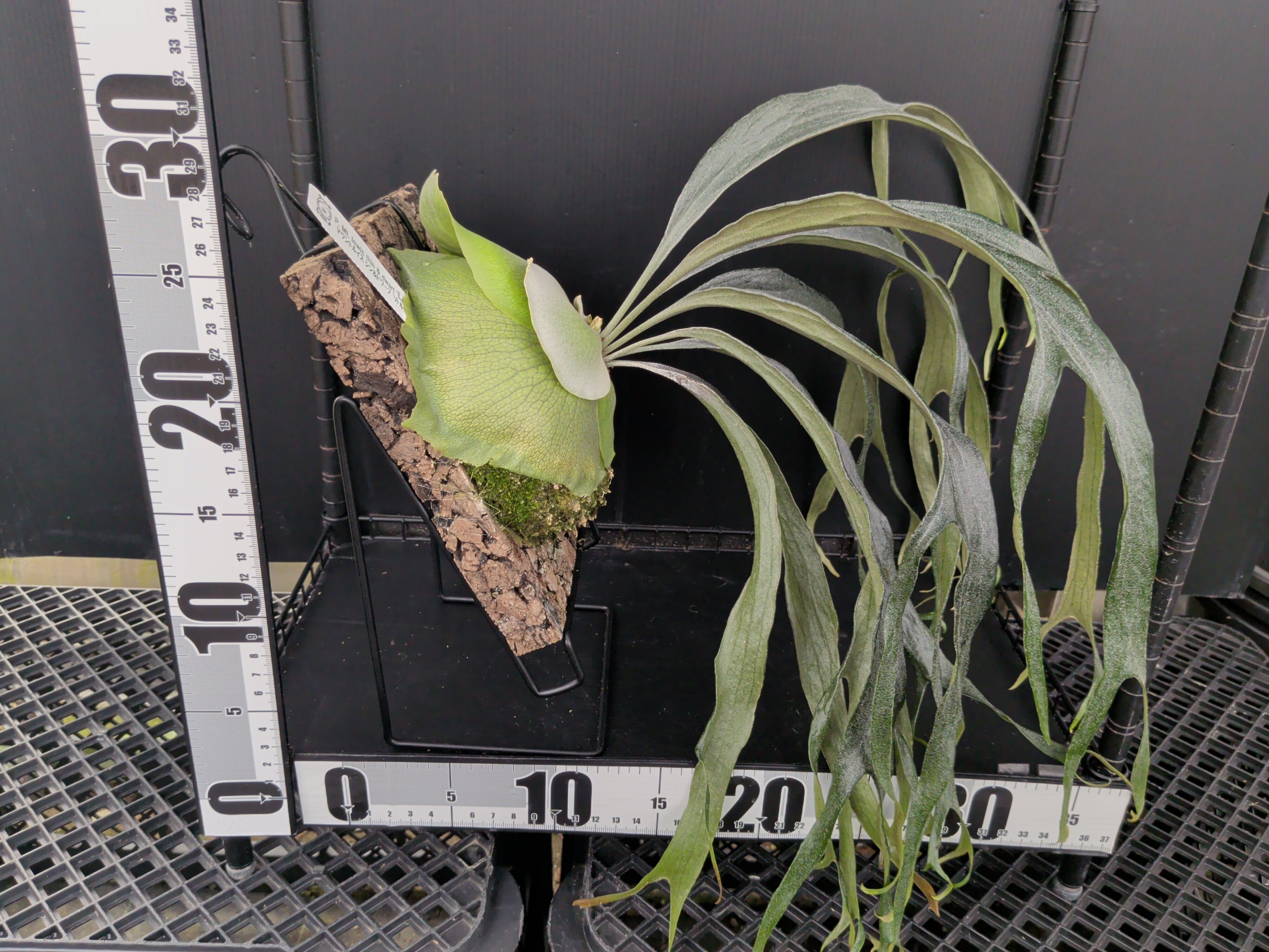 P. Mt. lewis thin & dwarf 'Little kitty' (TC) | 新垣洋らん園