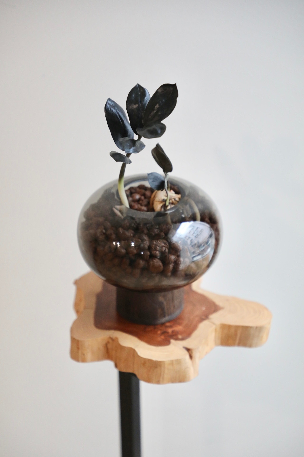 【S】ザミオクルカス レイヴン/Zamioculcas zamifolia Raven　※ハイドログラスポット付き