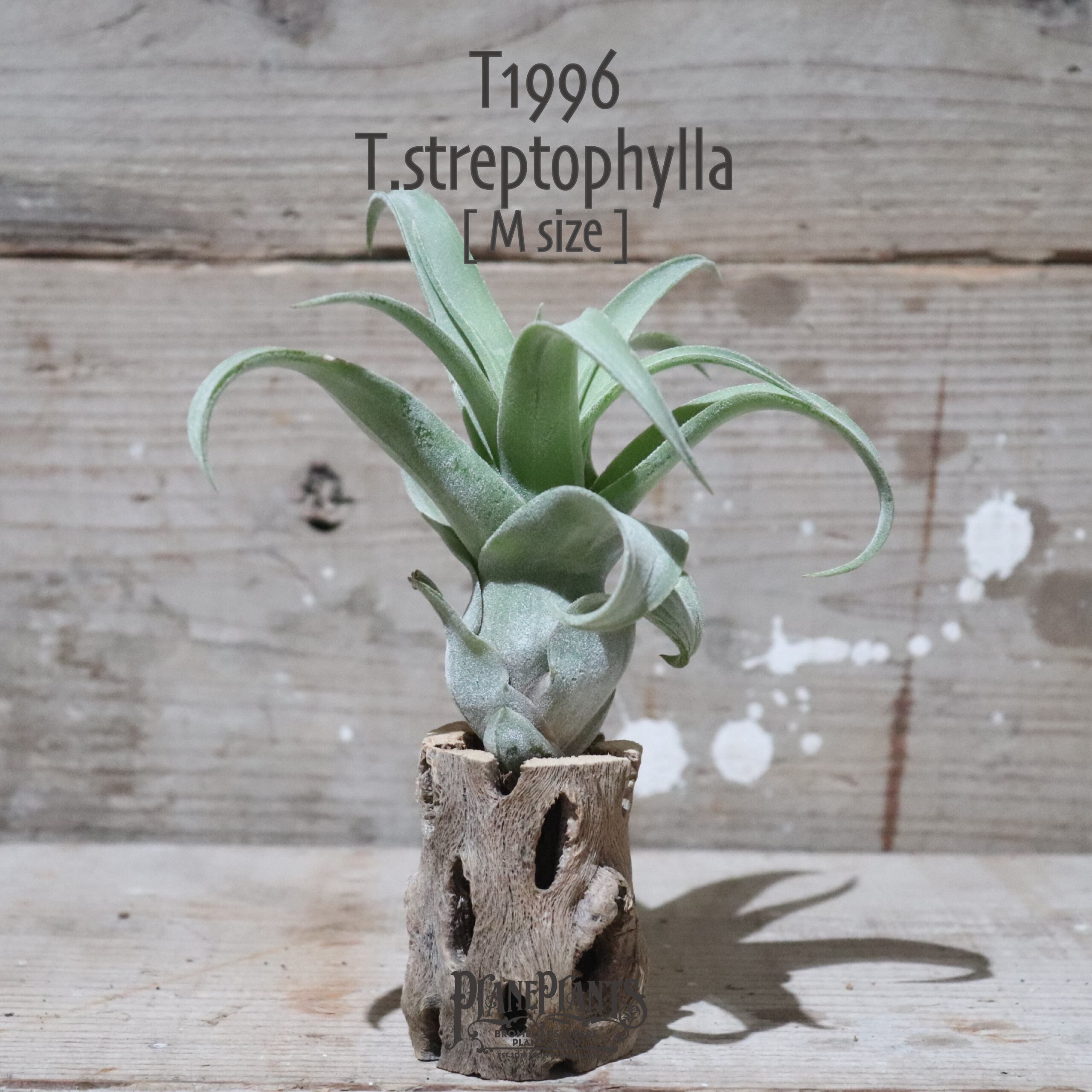 【送料無料】ストレプトフィラ M〔エアプランツ〕現品発送T1996