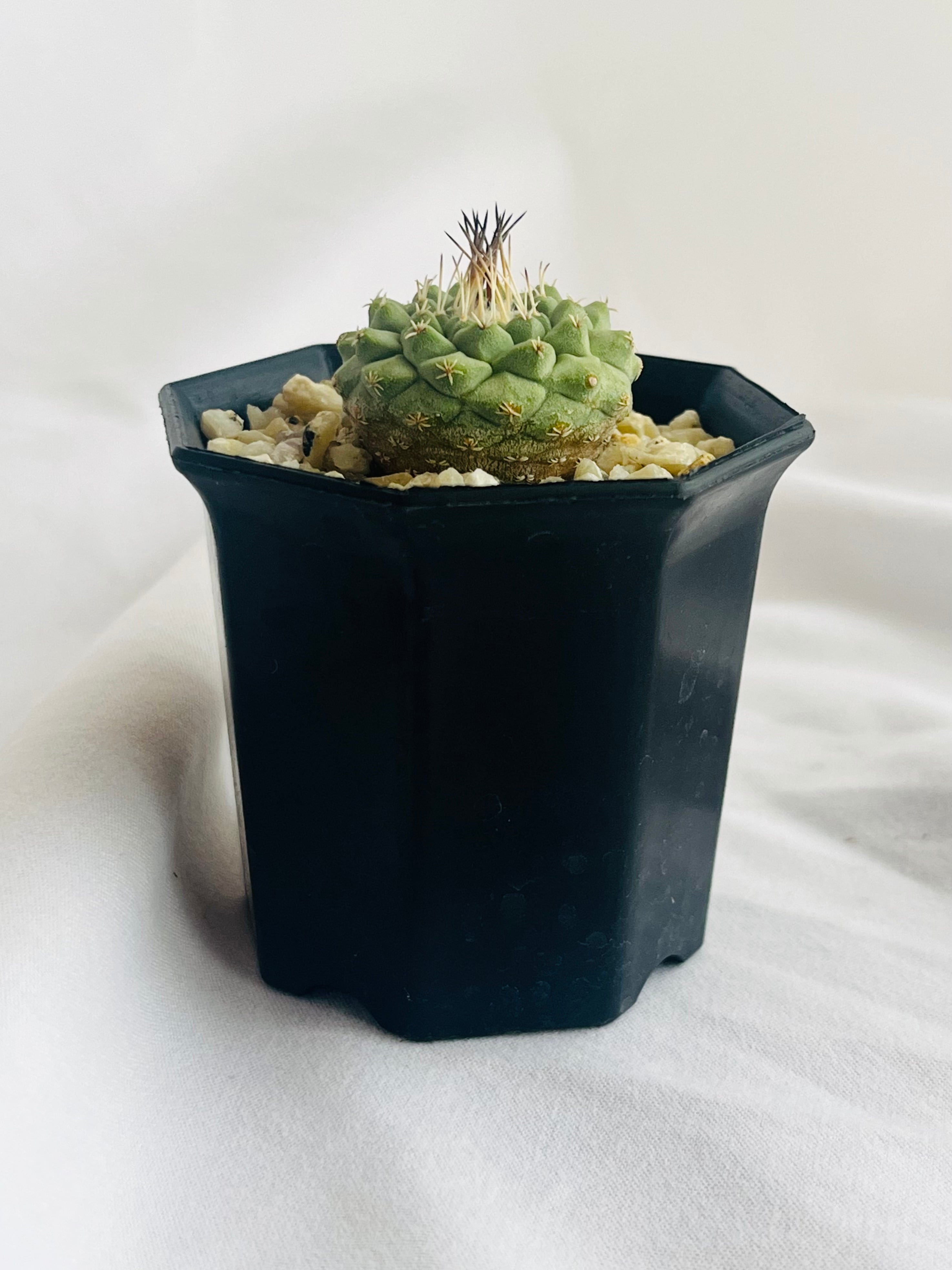 Strombocactus discifromis ストロンボカクタス 菊水 サボテン