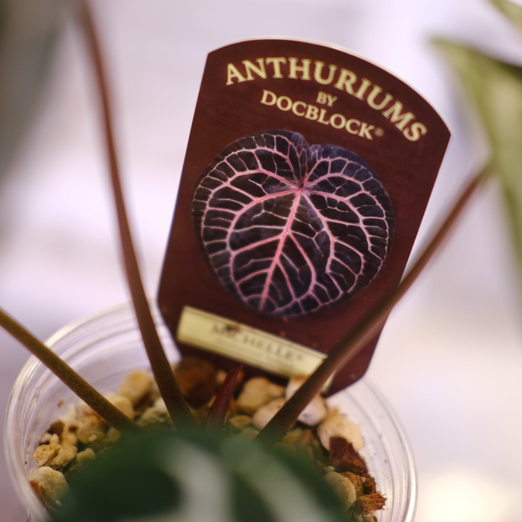 【正規】Anthurium 'Michelle' / アンスリウム・ミシェル⑦ アンスリウム・ミシェル（Anthurium 'Michelle'） _250511B_6/8写