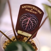 【正規タグ】Anthurium 'Michelle' by DOC BLOCK⑯ / アンスリウム・ミシェル│観葉植物