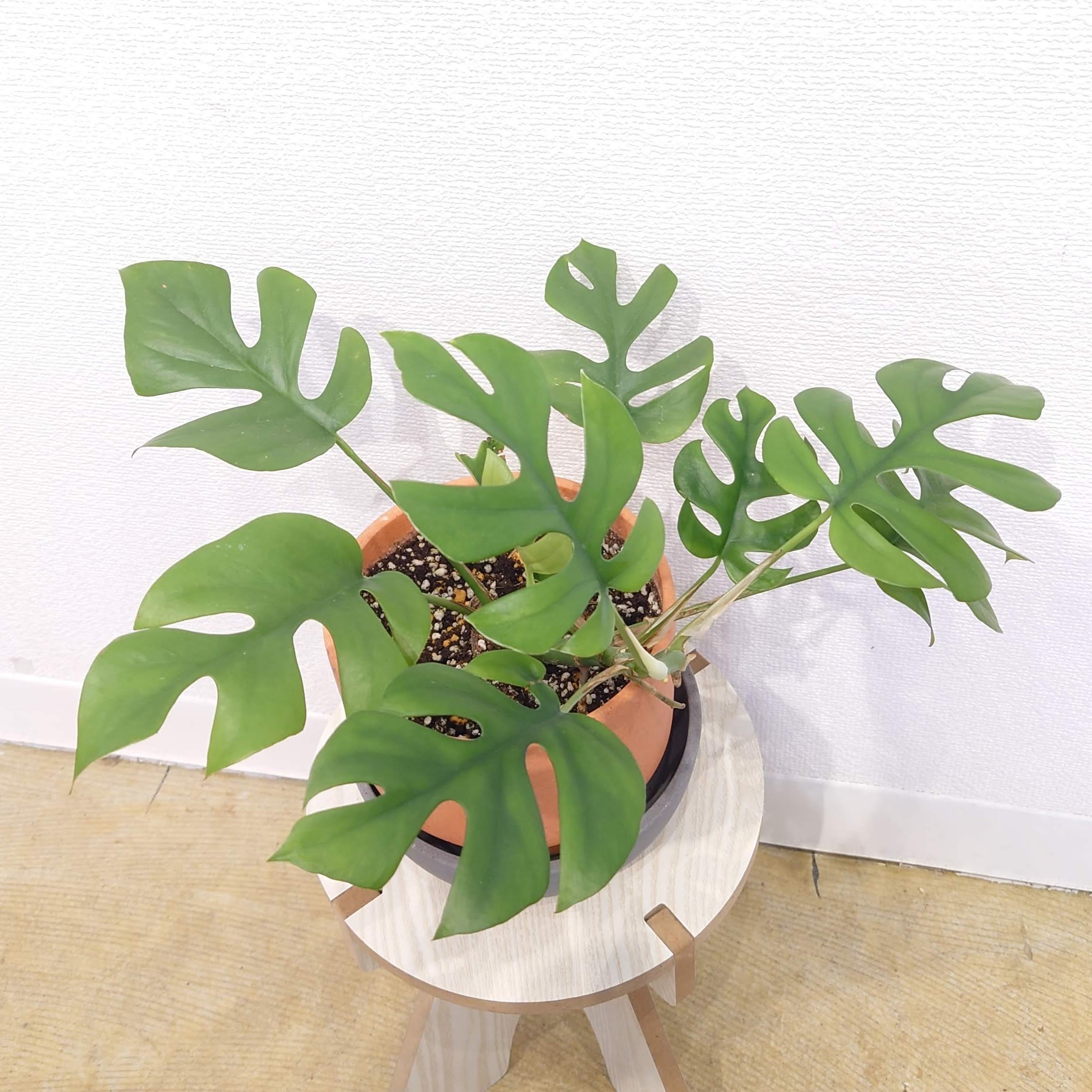 ヒメモンステラ　第４種発送 観葉植物の送り方/第四種郵便 ヒメモンステラ 第4種発送