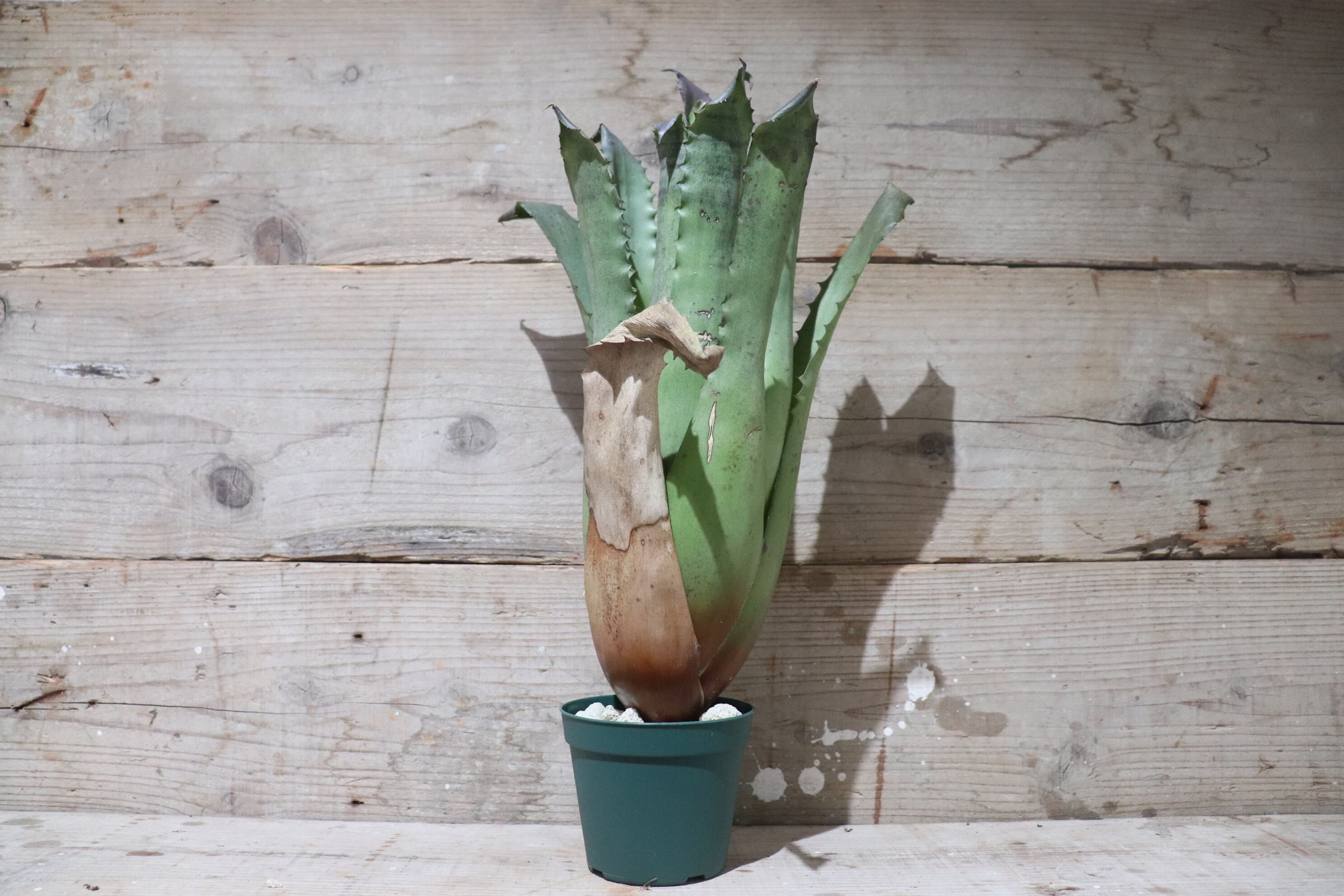 ホヘンベルギア☆Hohenbergia sp.357 Selected Clone ホヘンベルギア