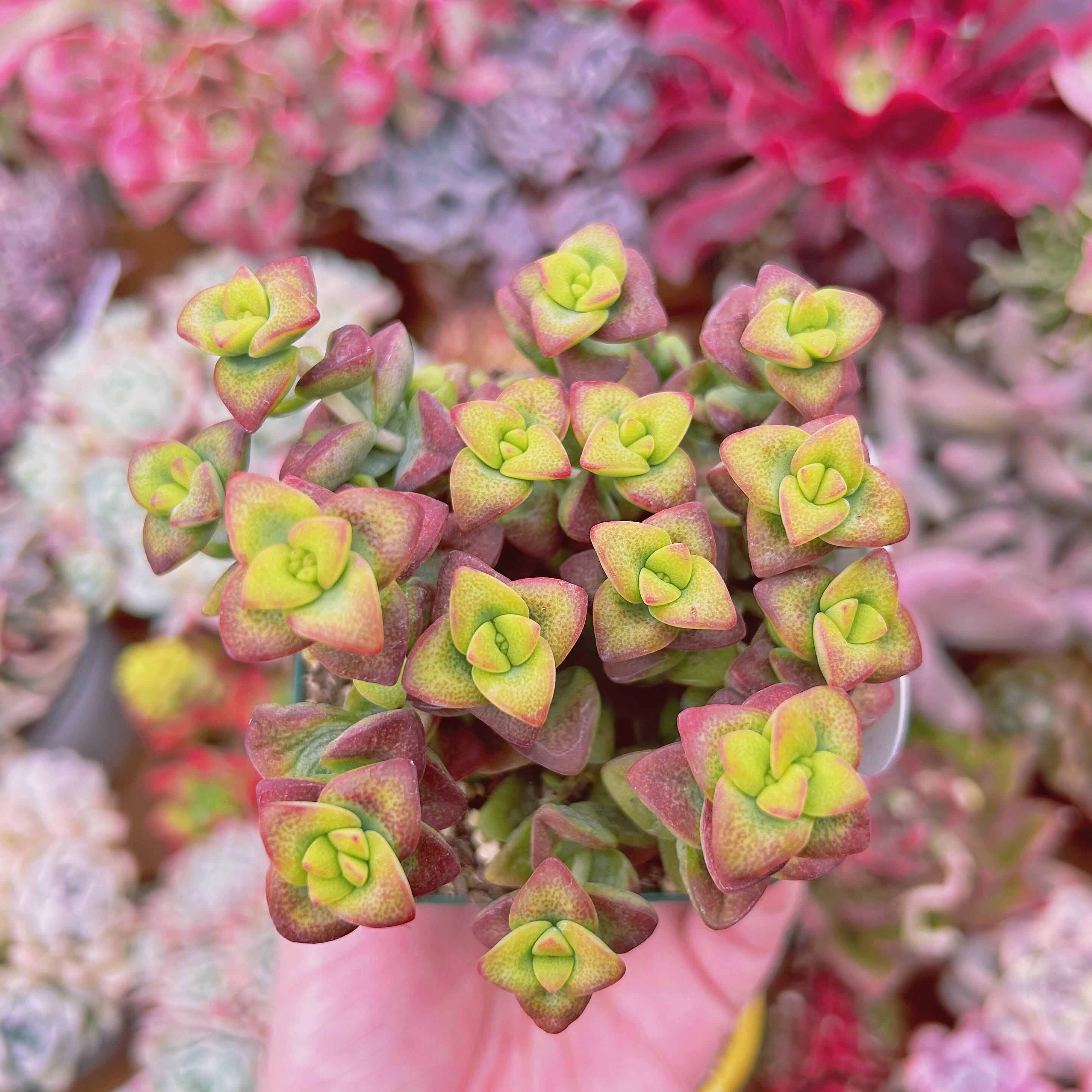 #203現物　多肉植物　ラブハート