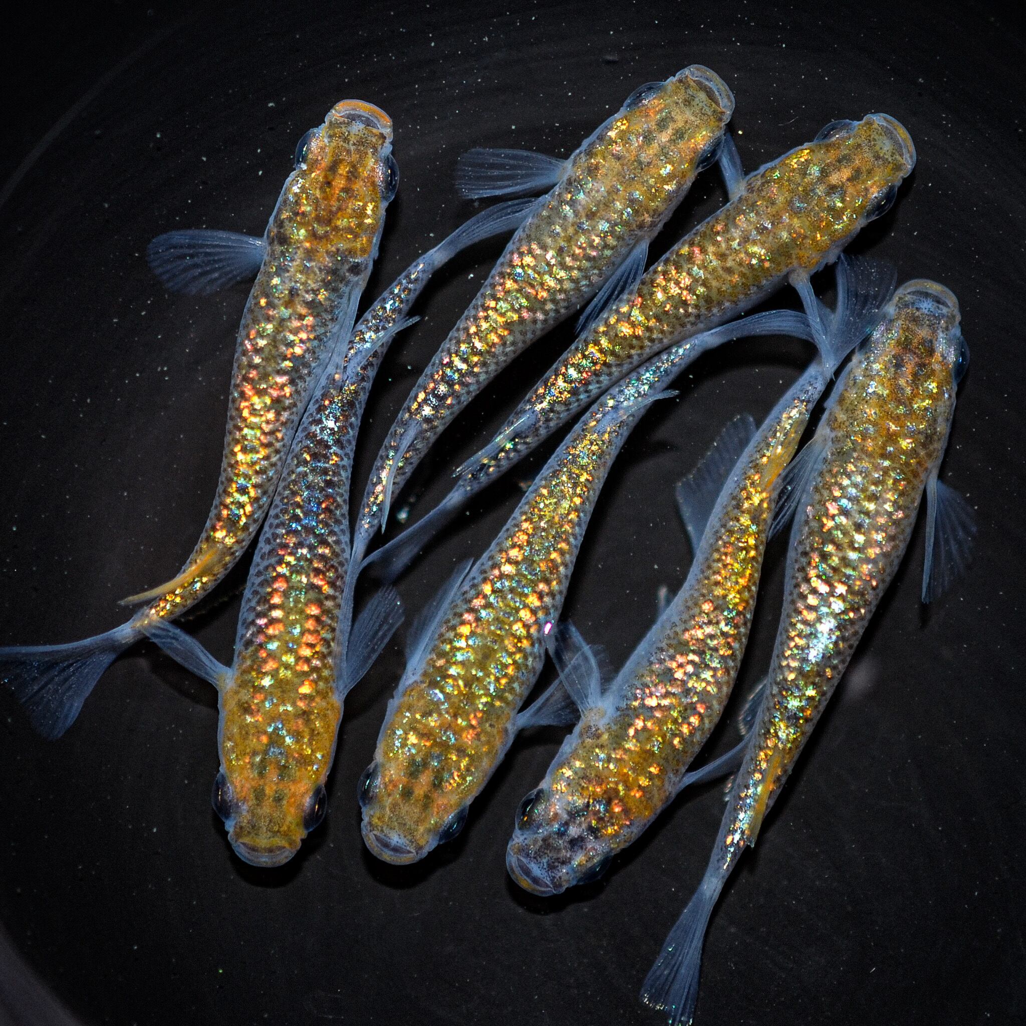 ＊伊香保FF 特選の個体＊ オーロラ黄ラメ オス1 メス1 (現物出品) ikahoff D-1030-785-a オーロラ黄ラメ体外光 若魚 オス2 メス3 (現物出品) ikahoff J-1116-