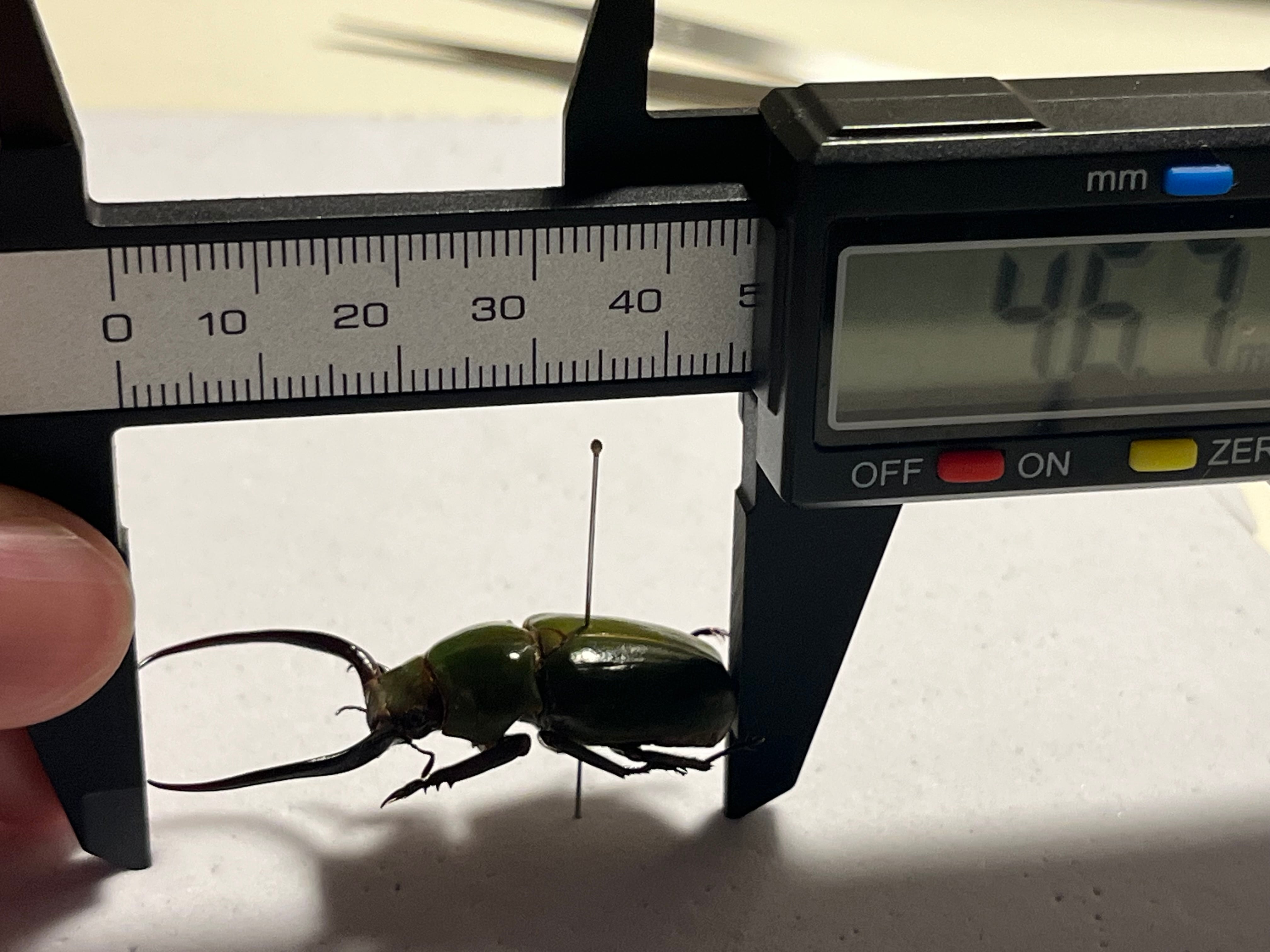 巨大顎】クワガタコガネ 標本 キバコガネ Kibakoganea ウグイスコガネ