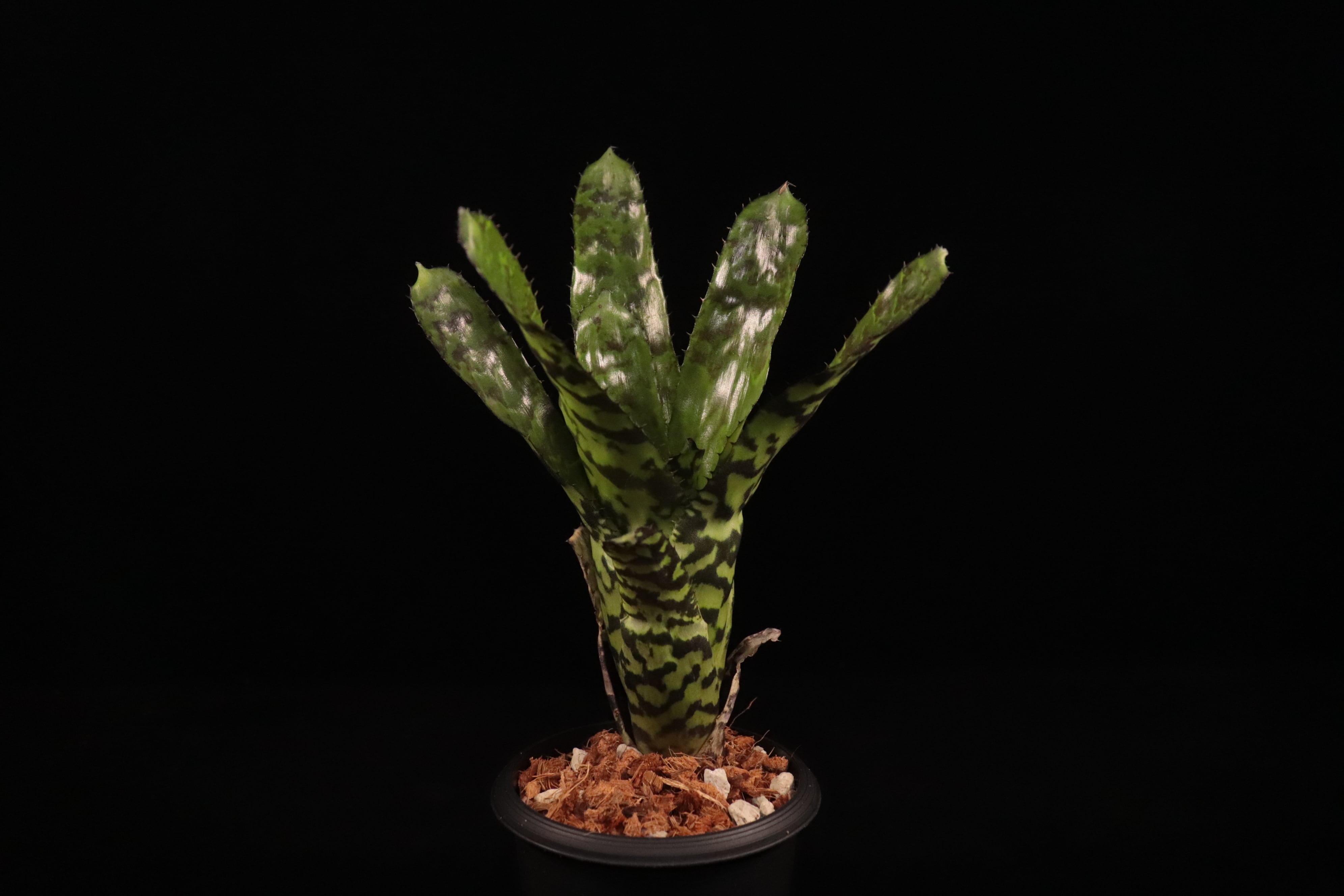reserved】Aechmea 'Pali Ridge'〔エクメア〕現品発送A0158 | plane plants