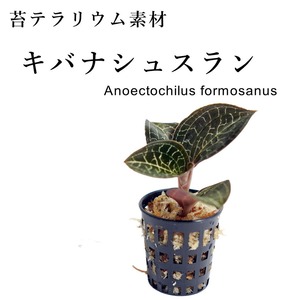 キバナシュスラン Anoectochilus formosanus【ラン科植物】　苔テラリウム作製用素材