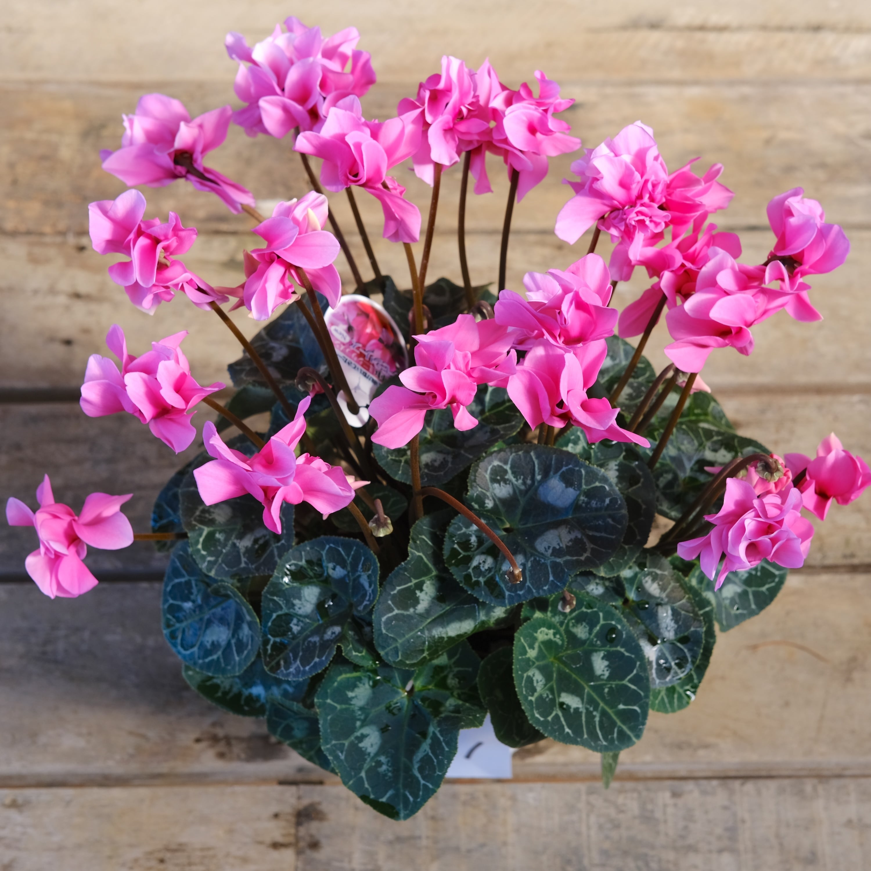 No, 11】ミニシクラメン チモシリーズ 八重《 枝垂れざき 》鉢なし