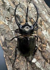 【WD】《ミンダナオアトラスオオカブト 90mm ペア》