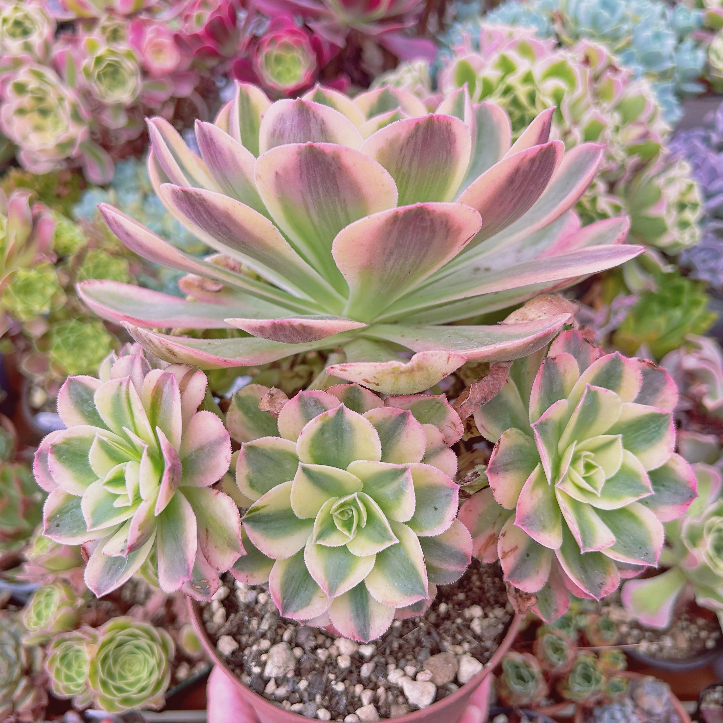 現物　多肉植物　美人鏡錦　特特大