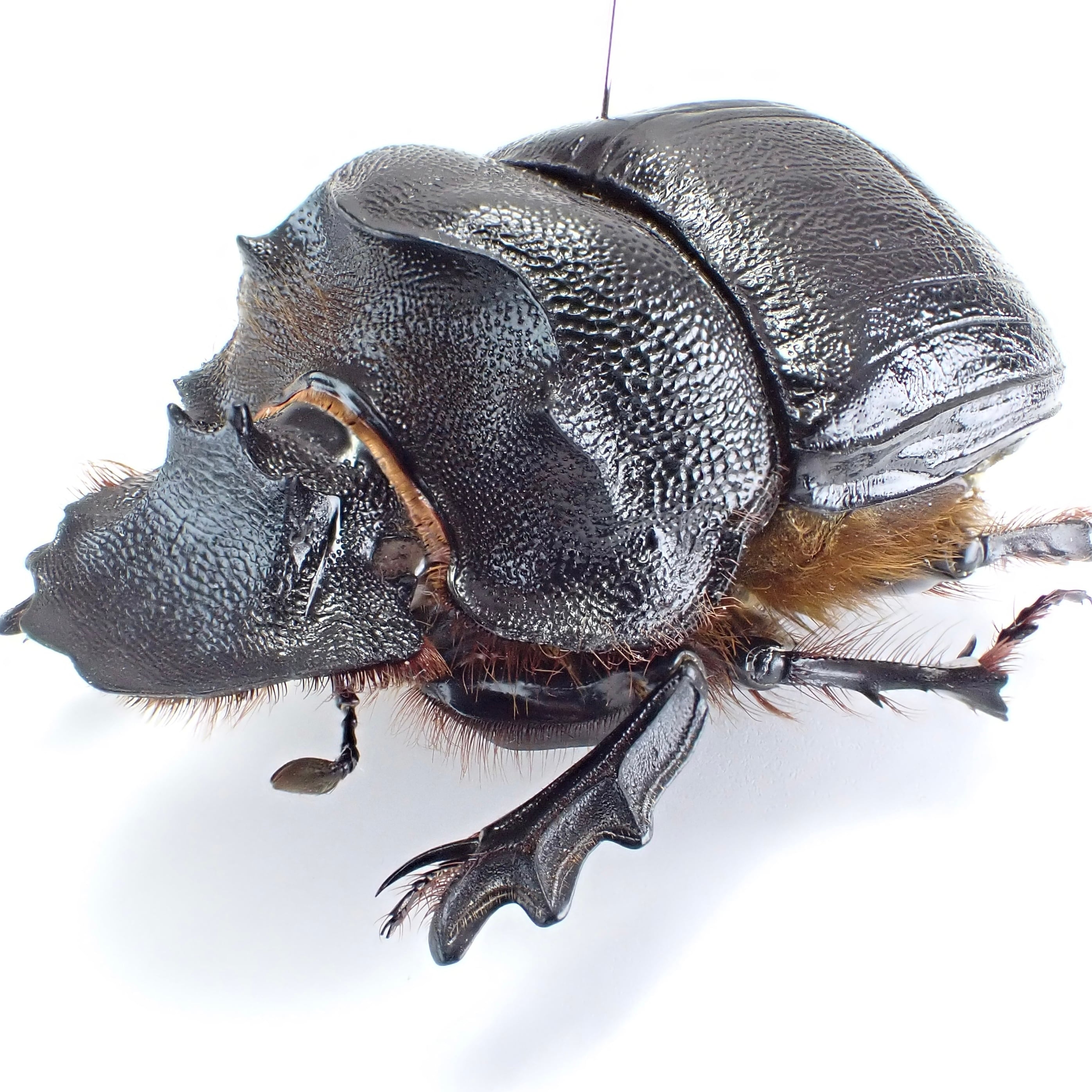 エジプト産 Heliocopris gigas ♂♀ 51mm/51mm XL | 昆虫標本 Diggers