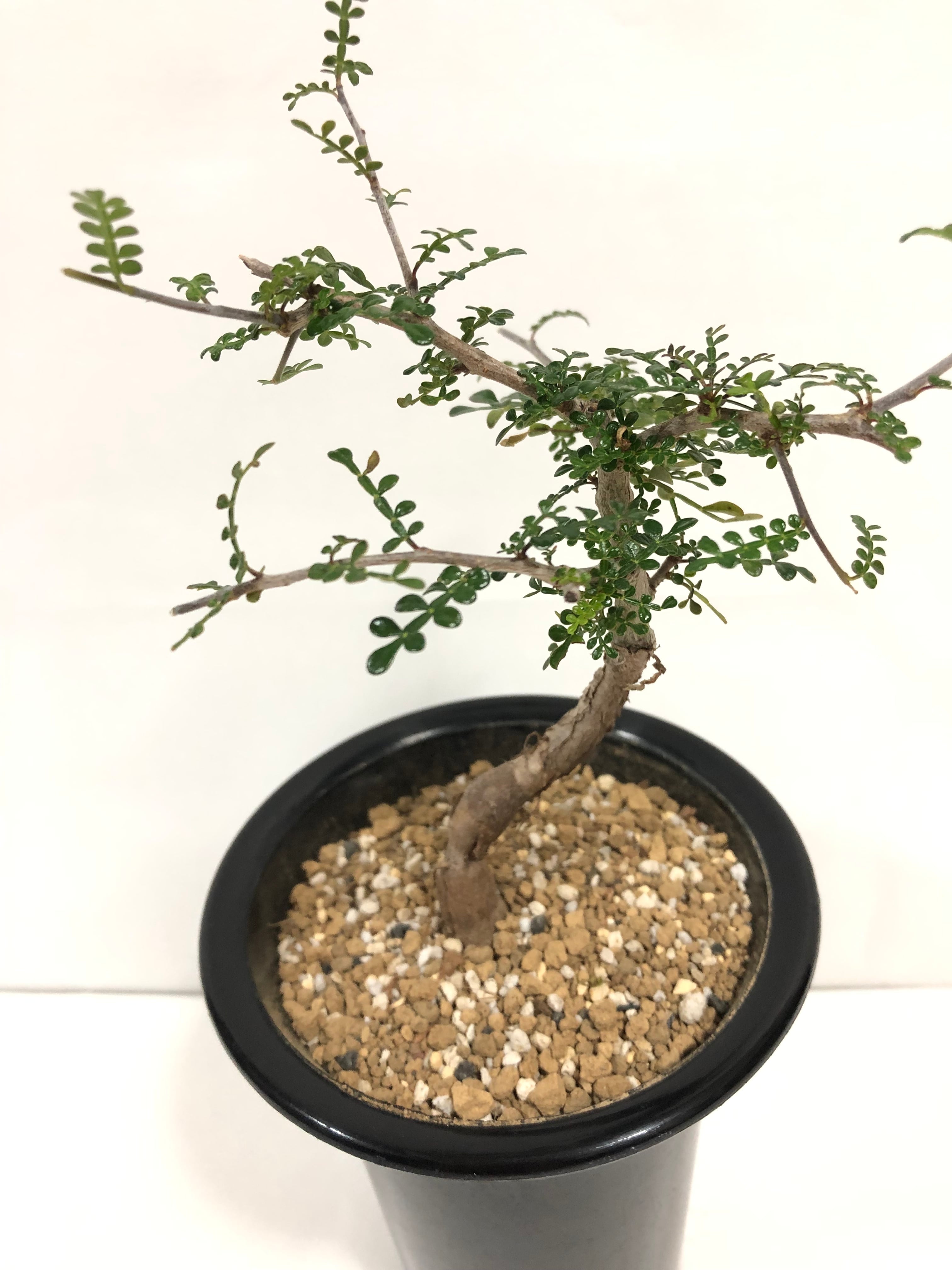 Operculicarya decaryi オペルクリカリア・デカリー 塊根植物