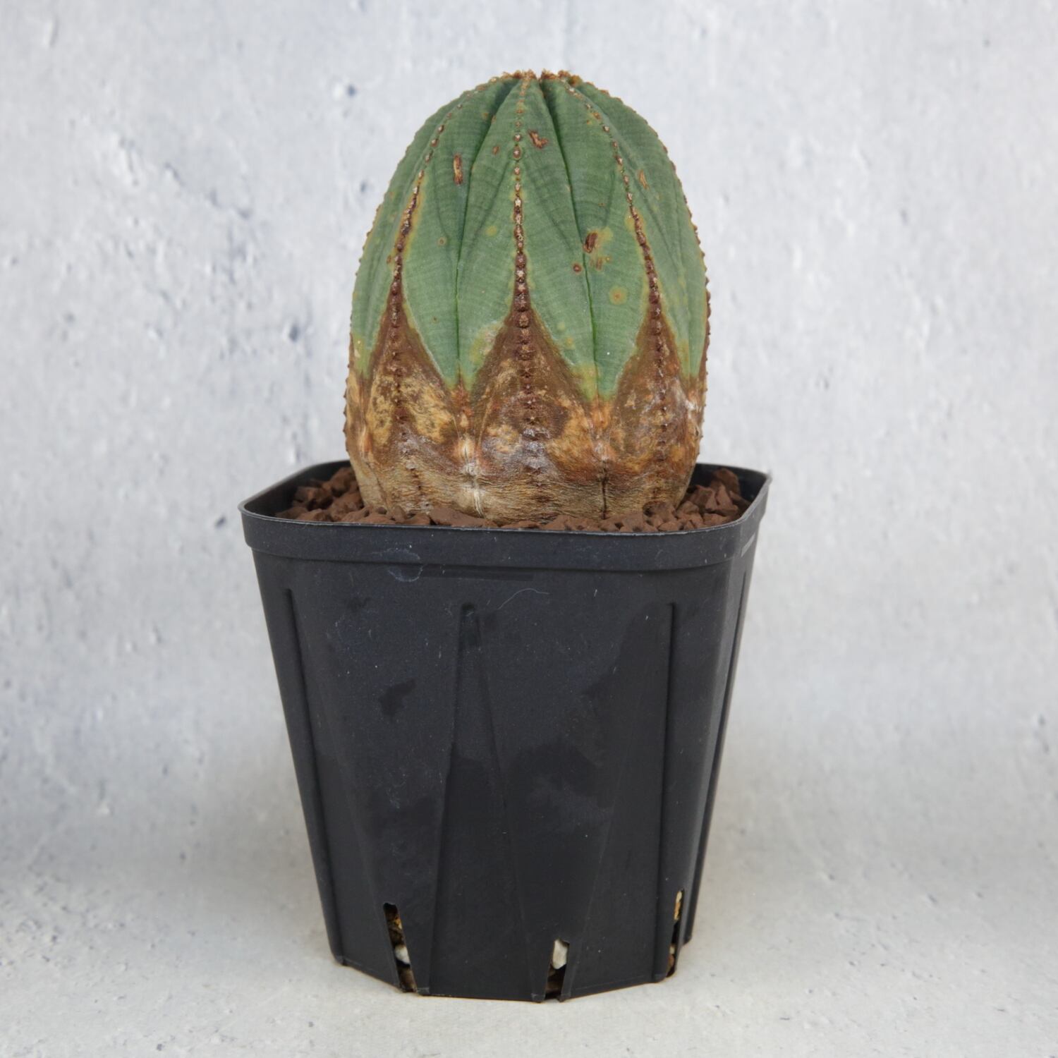 美模様 木質化 オベサ / ユーフォルビア | LIGHTHOUSE.PLANTS - 海外