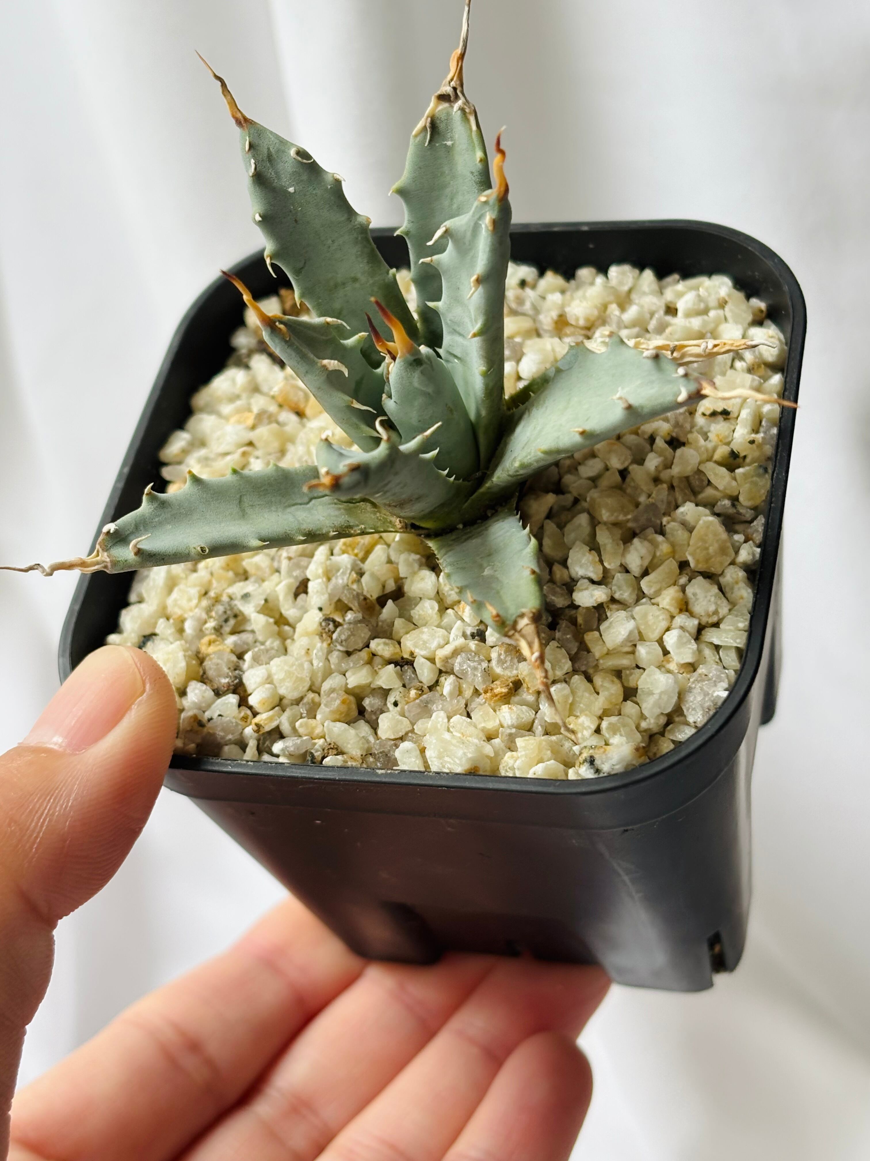 Agave utahensis eborispina アガベ エボリスピナ 多肉植物 | plants
