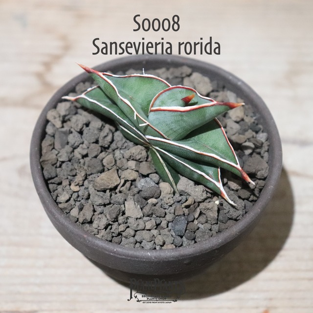 【送料無料】Sansevieria sp. Mafinga Tanzania Dragon Wing〔サンスベリア〕現品発送S0011