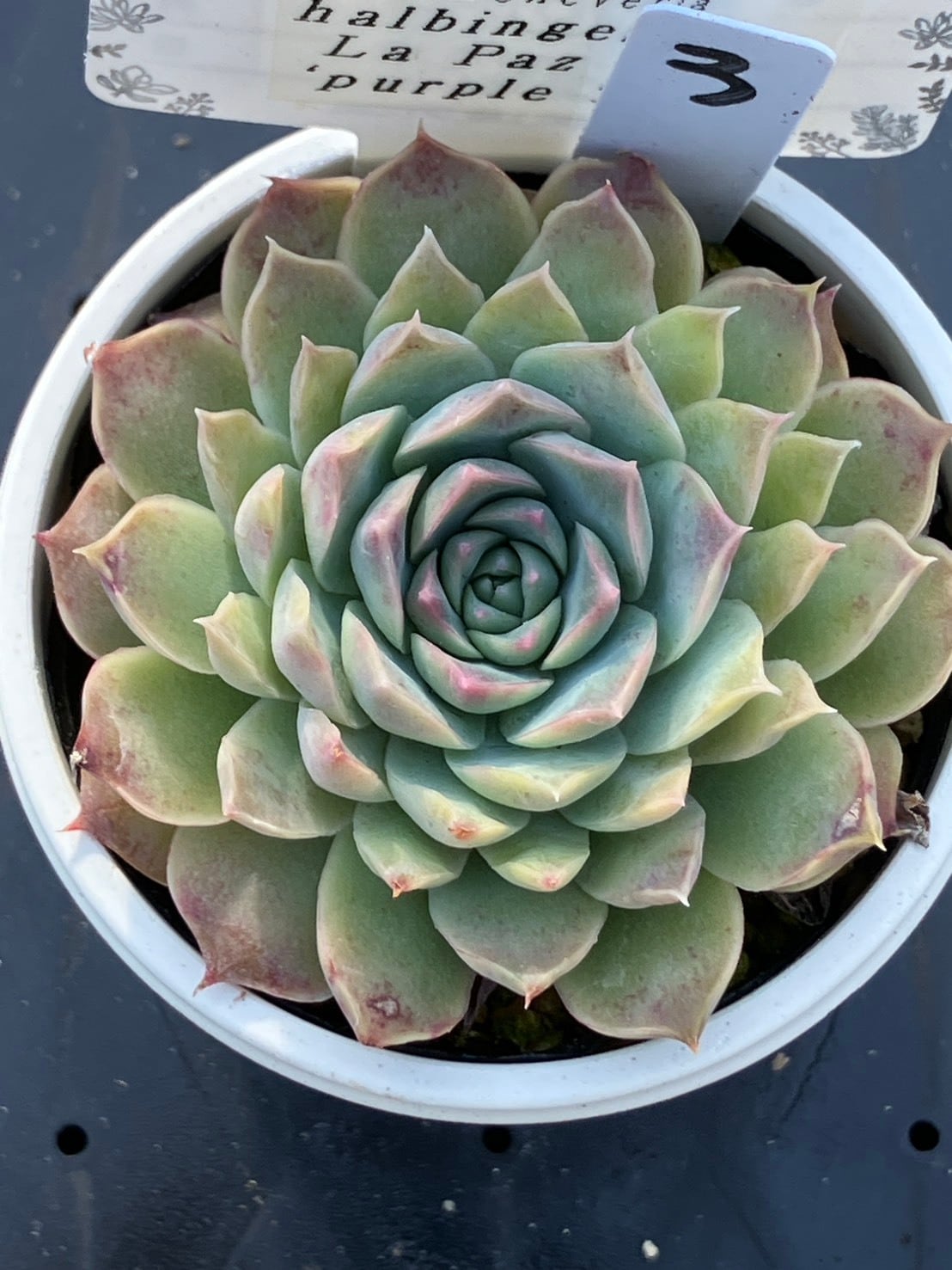 現物商品】二瓶リンゼアナ（カキ仔） | 多肉植物研究所