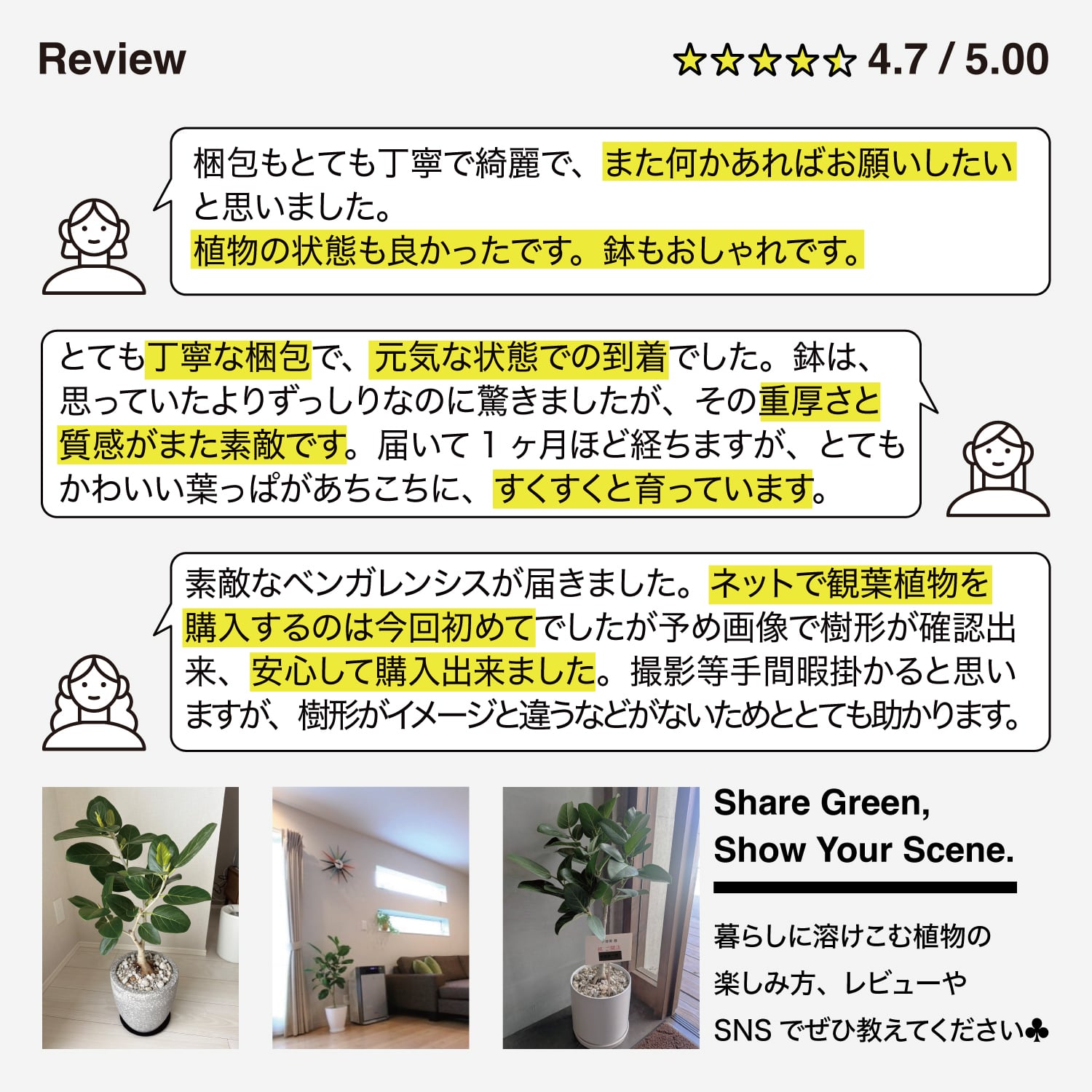 フィカス ベンガレンシス | AYANAS（アヤナス）｜観葉植物のセレクト