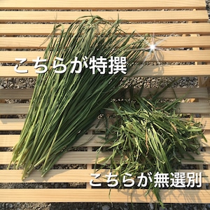 【NO１】特撰無農薬栽培オーツヘイ70g