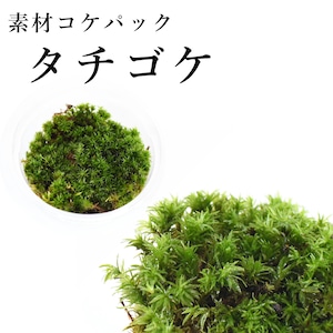 タチゴケ　苔テラリウム作製用素材苔　◆苔盆栽にもおすすめ