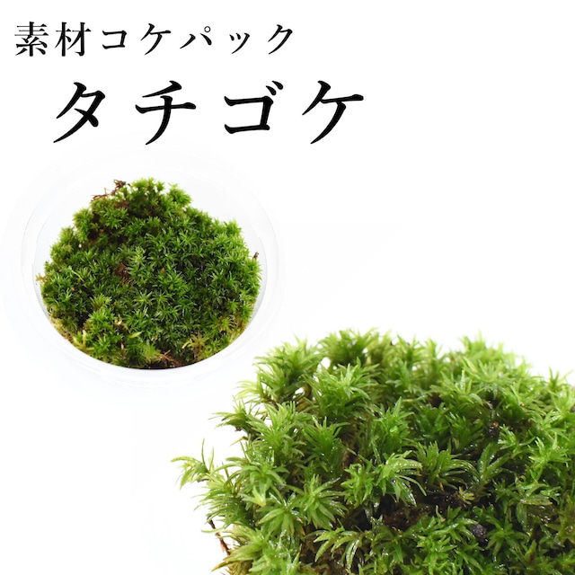 タチゴケ　苔テラリウム作製用素材苔　◆苔盆栽にもおすすめ