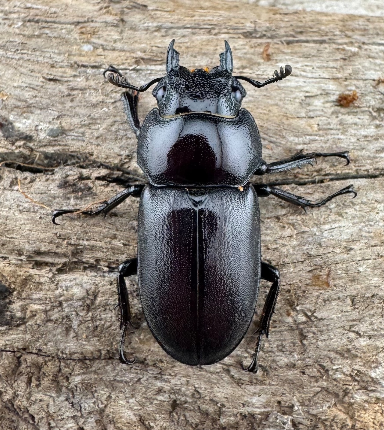 【WD】《スペンスシカノコギリ亜種mandibularis 44mm ペア》